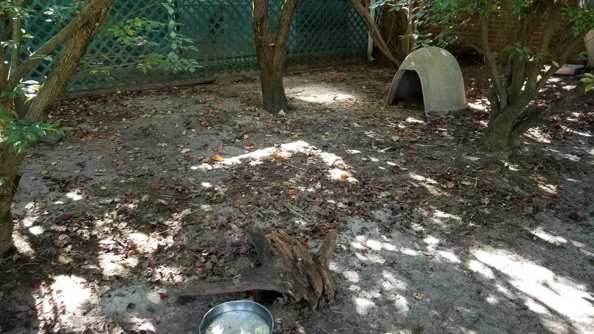 Popcorn Park - Box turtles