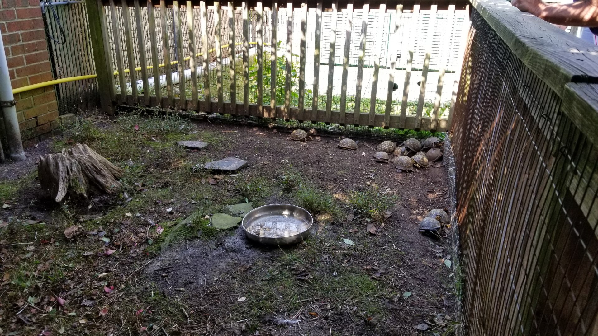 Popcorn Park - Box turtles