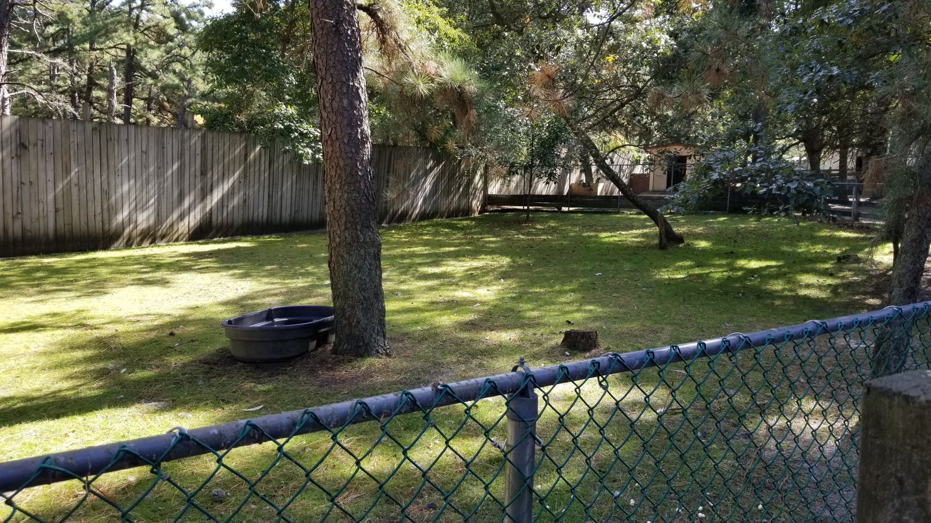 Popcorn Park - Capybara, tortoise yard