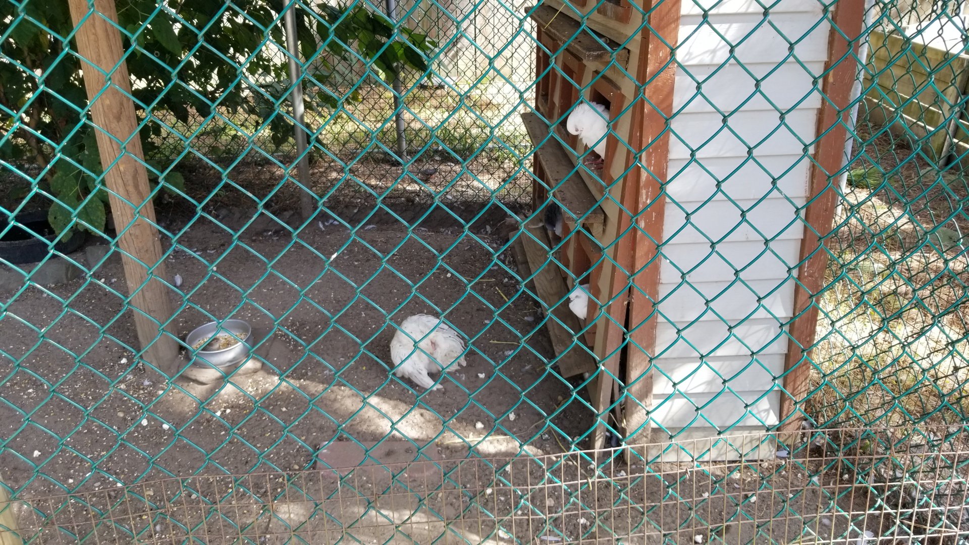 Popcorn Park - Chickens