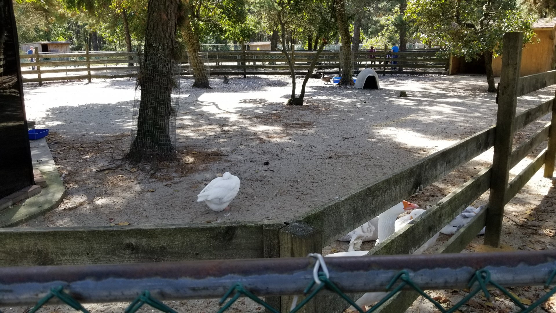 Popcorn Park - Domestic waterfowl