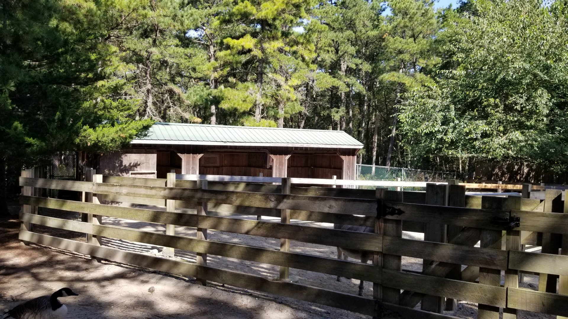 Popcorn Park - Donkey