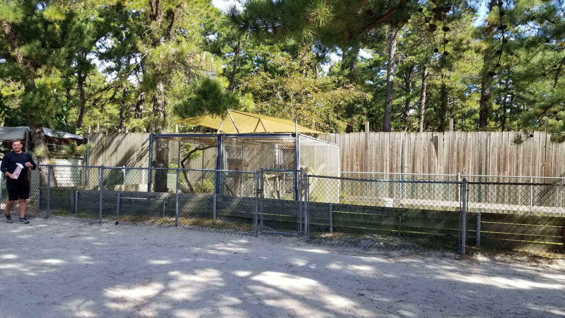 Popcorn Park - Eastern grey squirrels