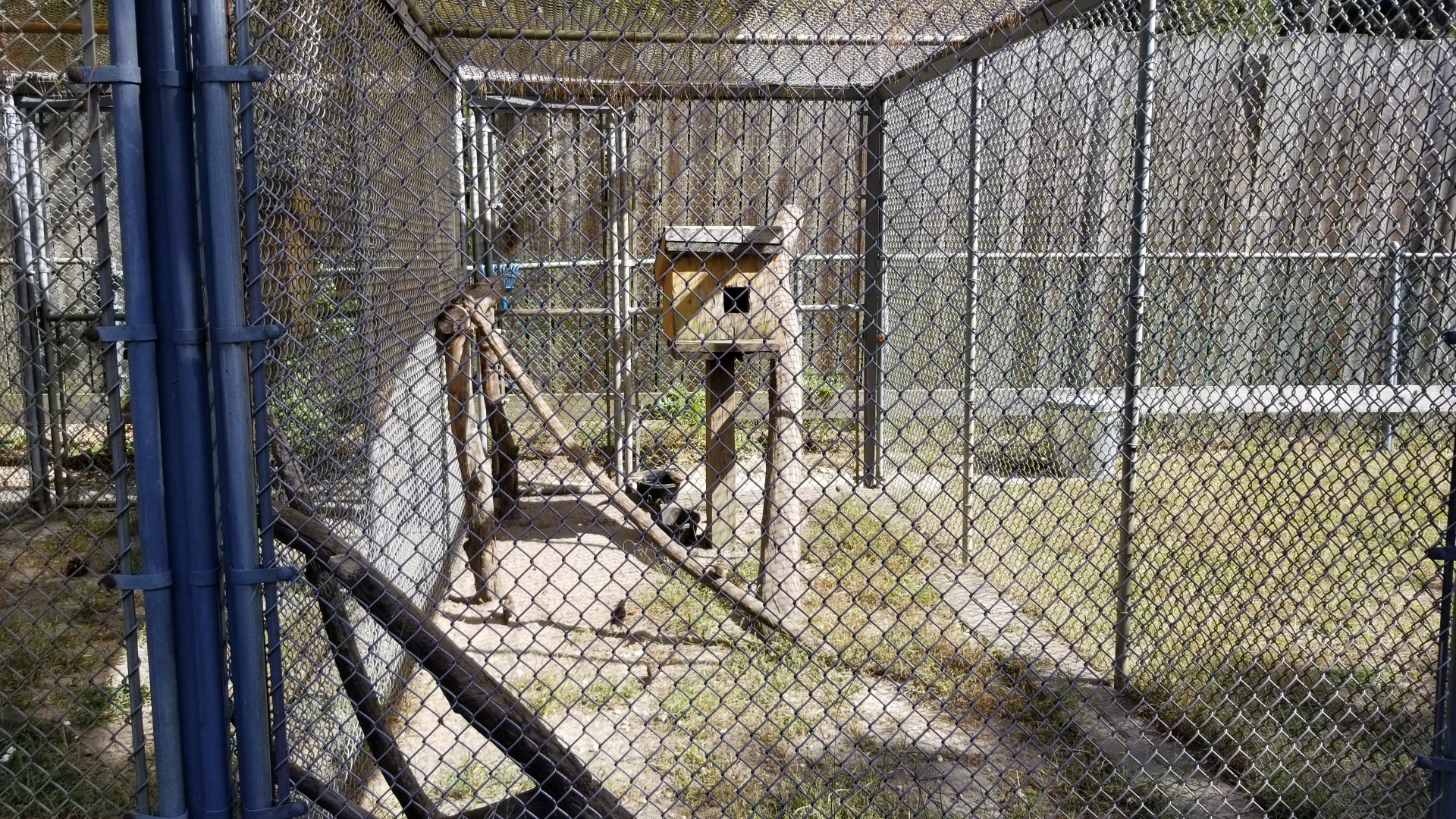 Popcorn Park - Eastern grey squirrels