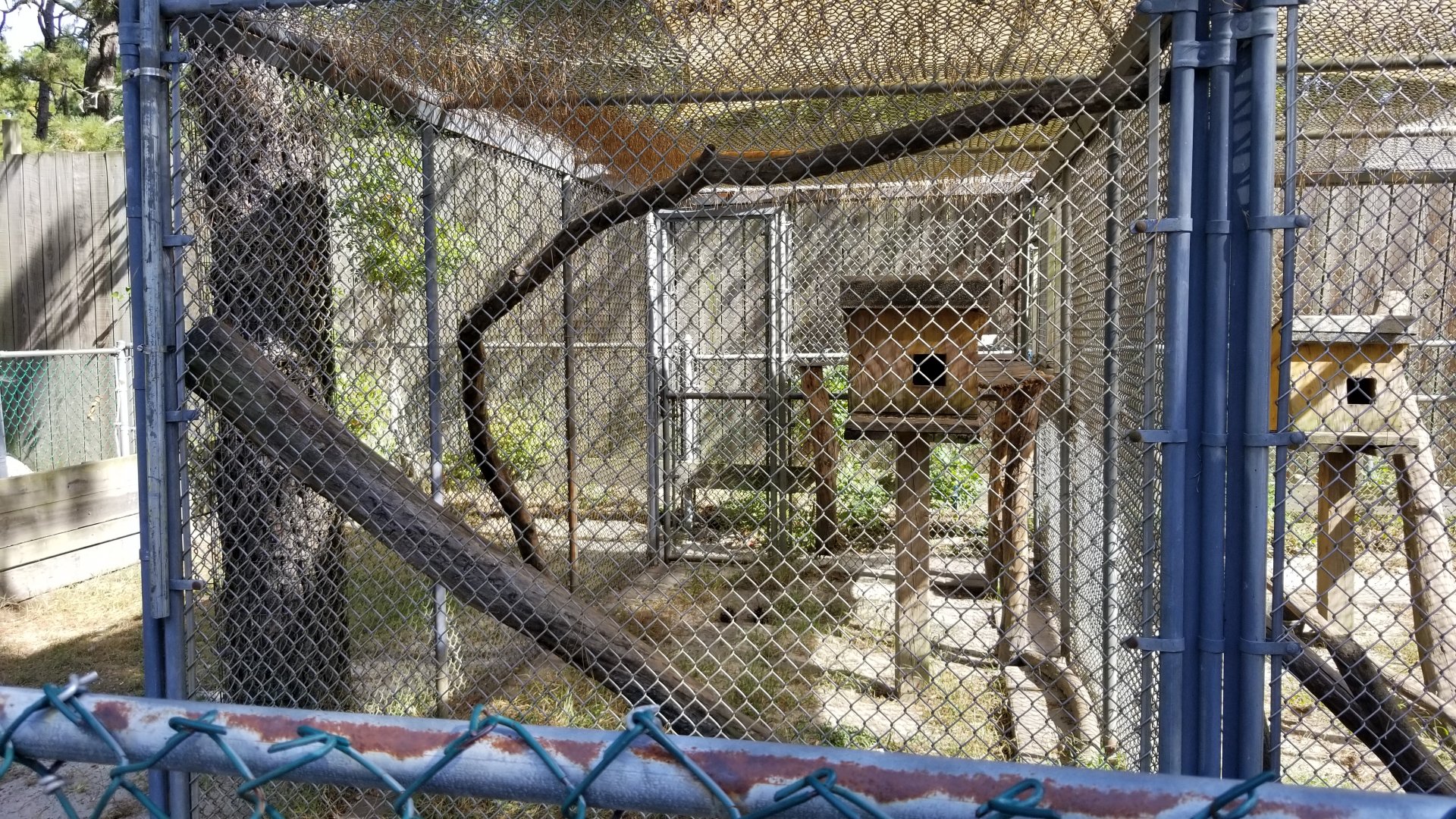 Popcorn Park - Eastern grey squirrels