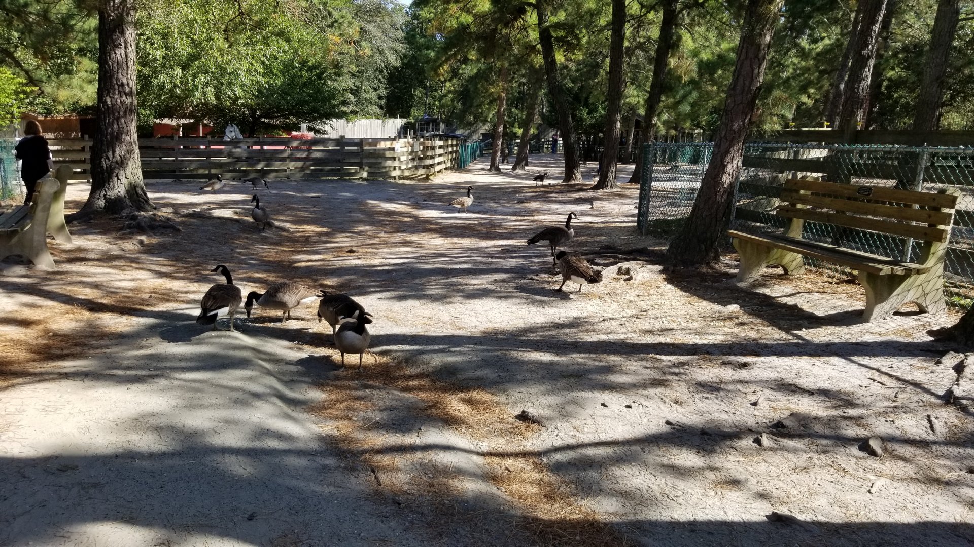 Popcorn Park - Geese are all over the place