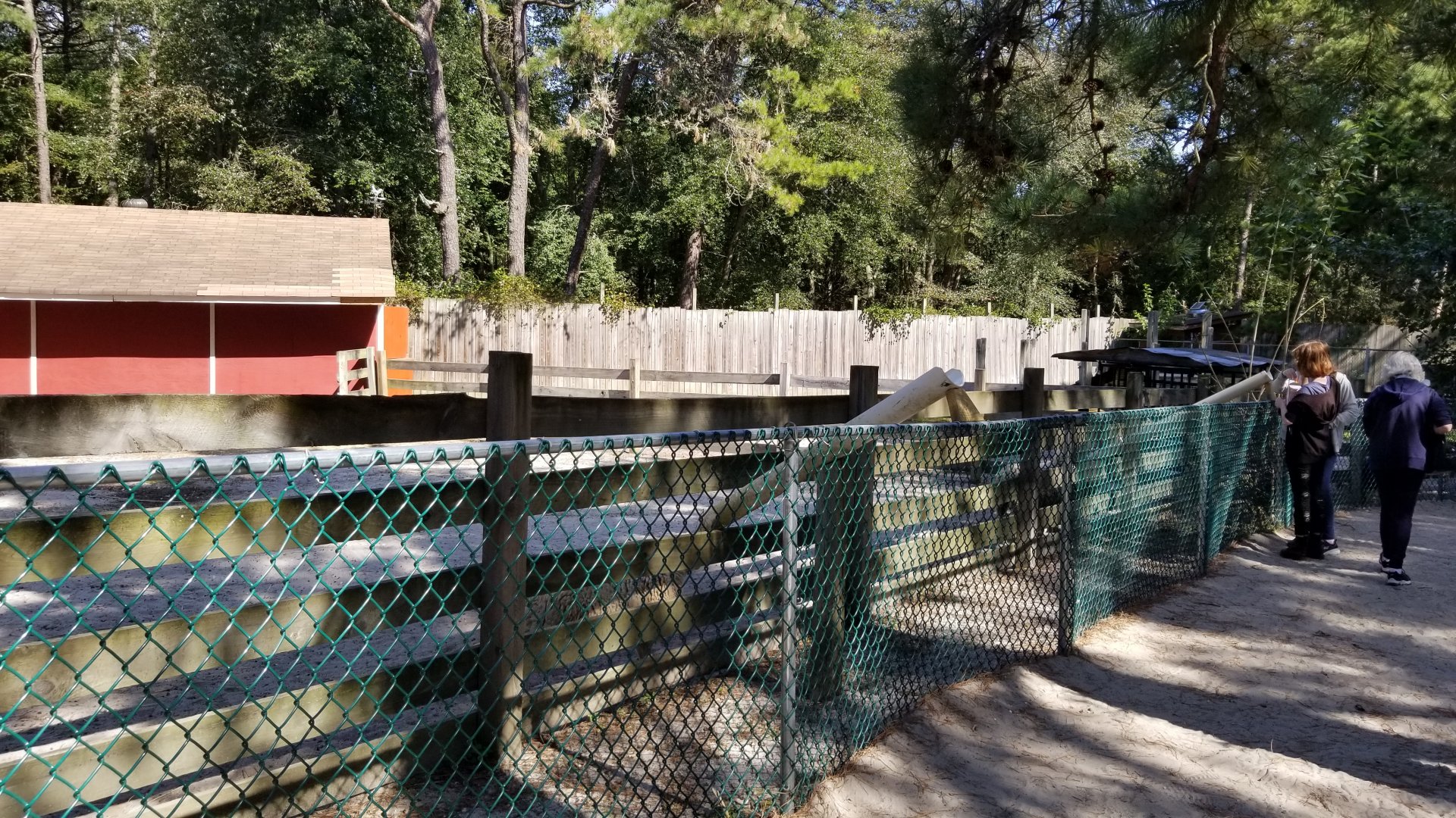 Popcorn Park - Goat feeding