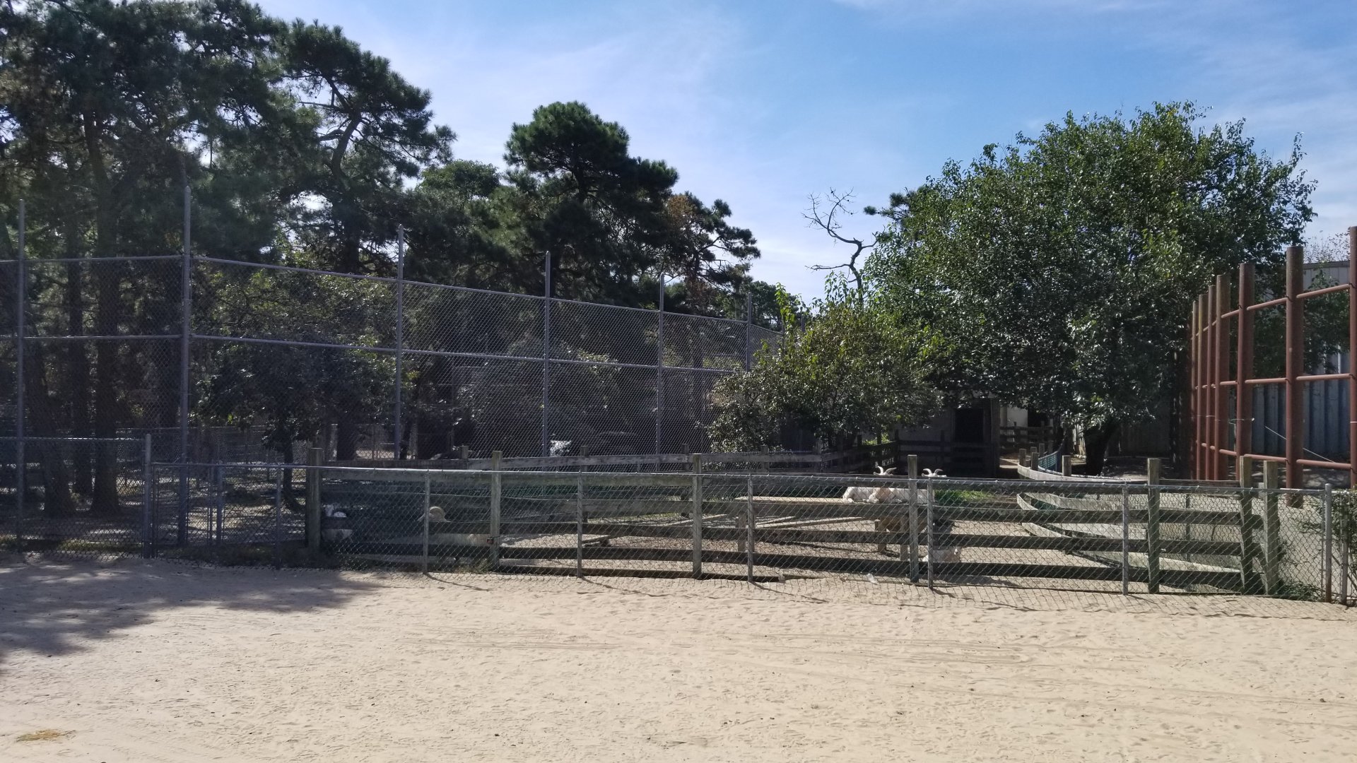 Popcorn Park - Goats, cows on right, tigers on left