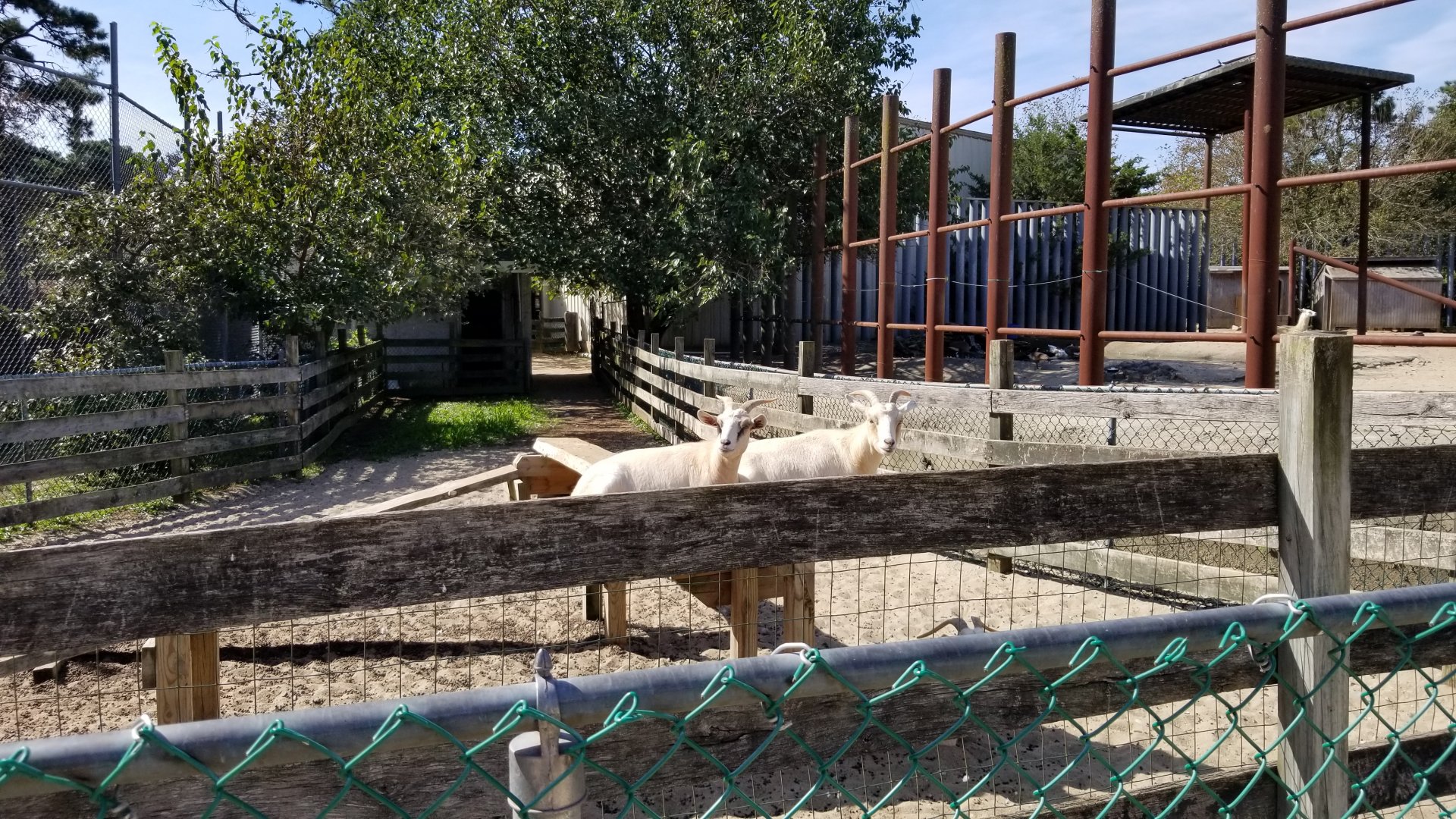 Popcorn Park - Goats