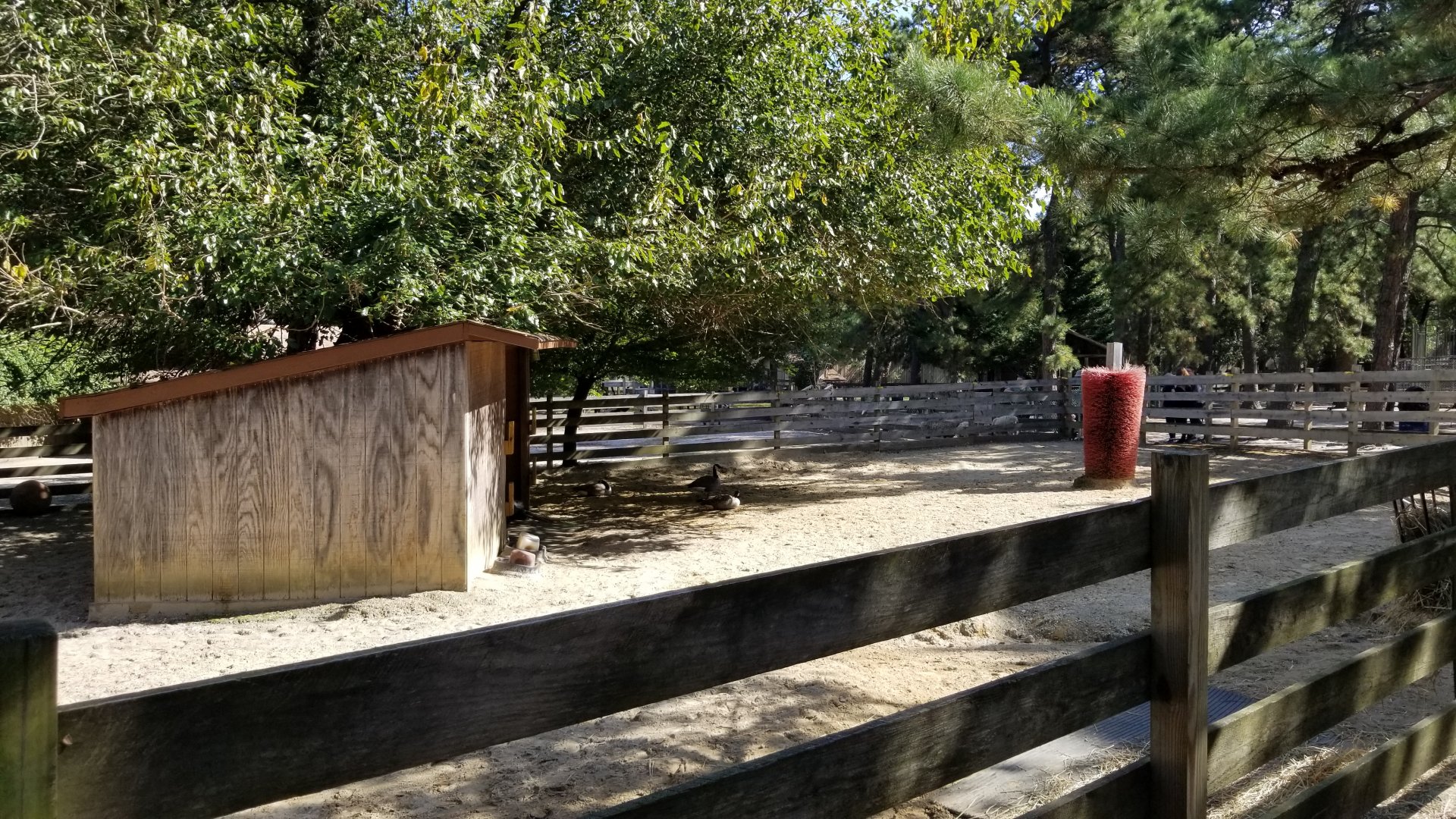 Popcorn Park - Horse