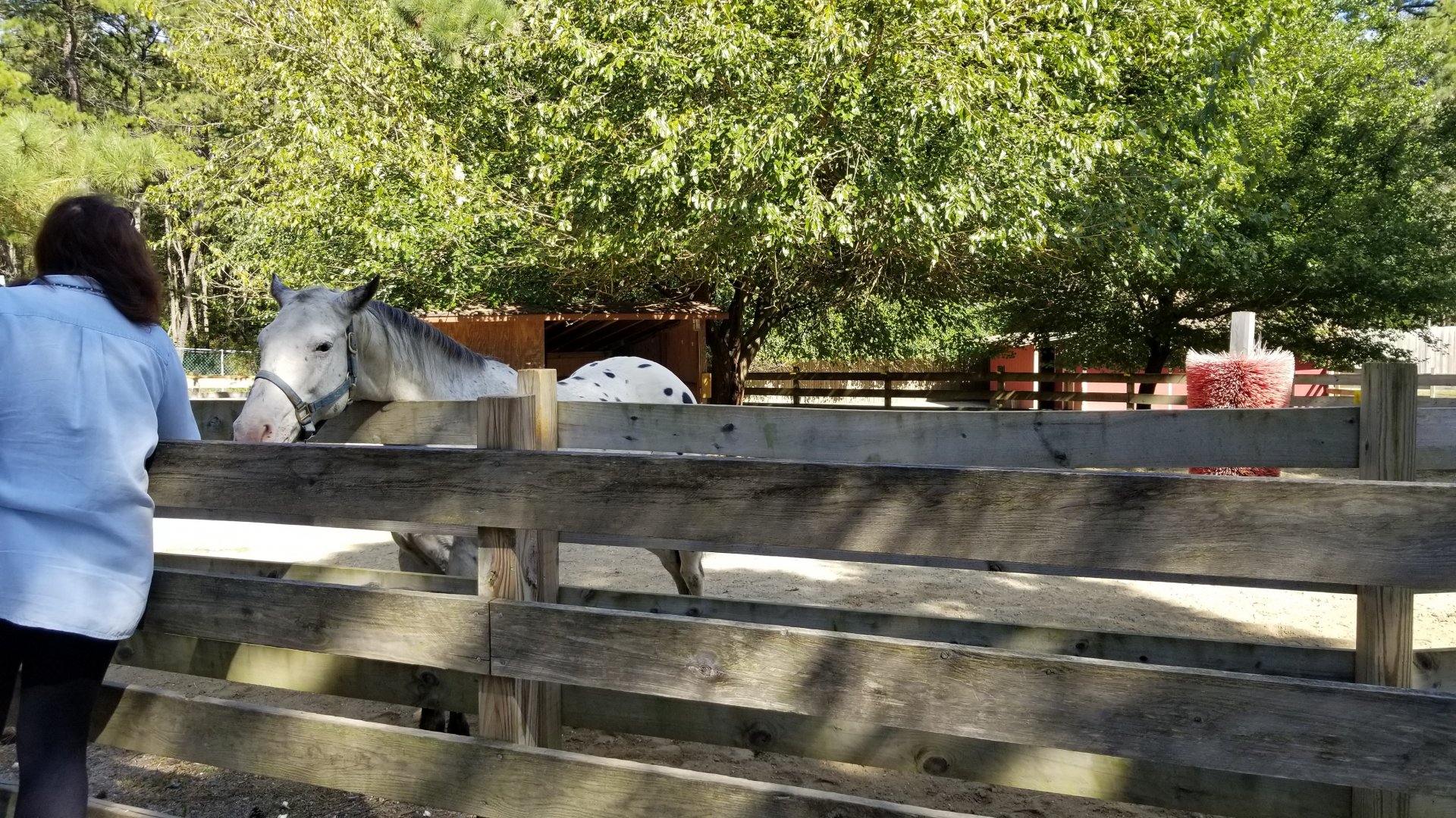 Popcorn Park - Horse