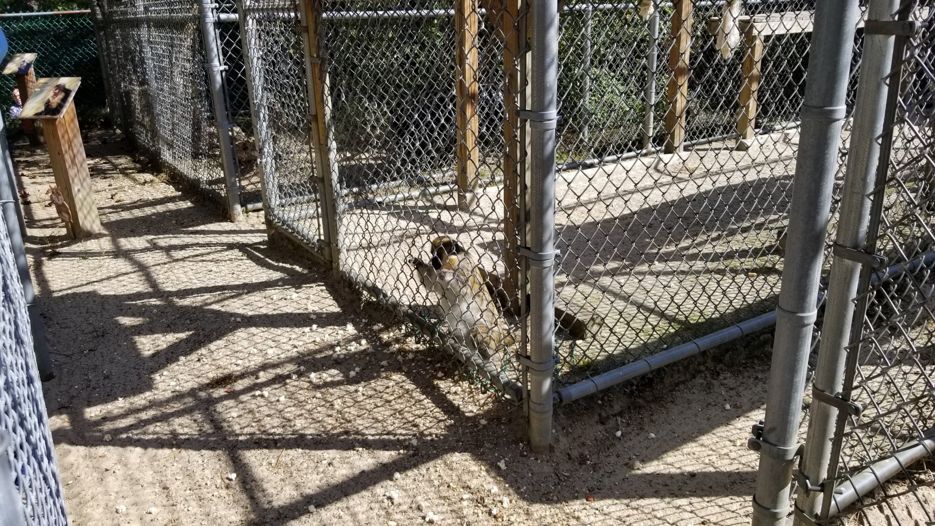Popcorn Park - Hybrid begging for popcorn, with lots already on the ground