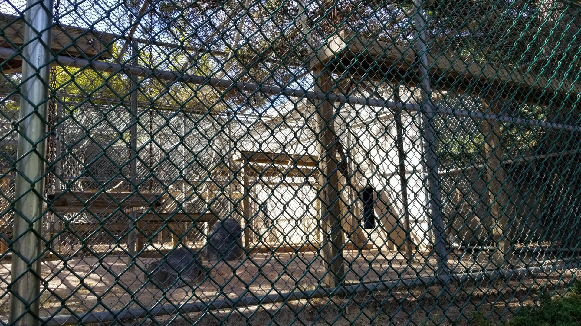 Popcorn Park - Japanese macaque, corner exhibit