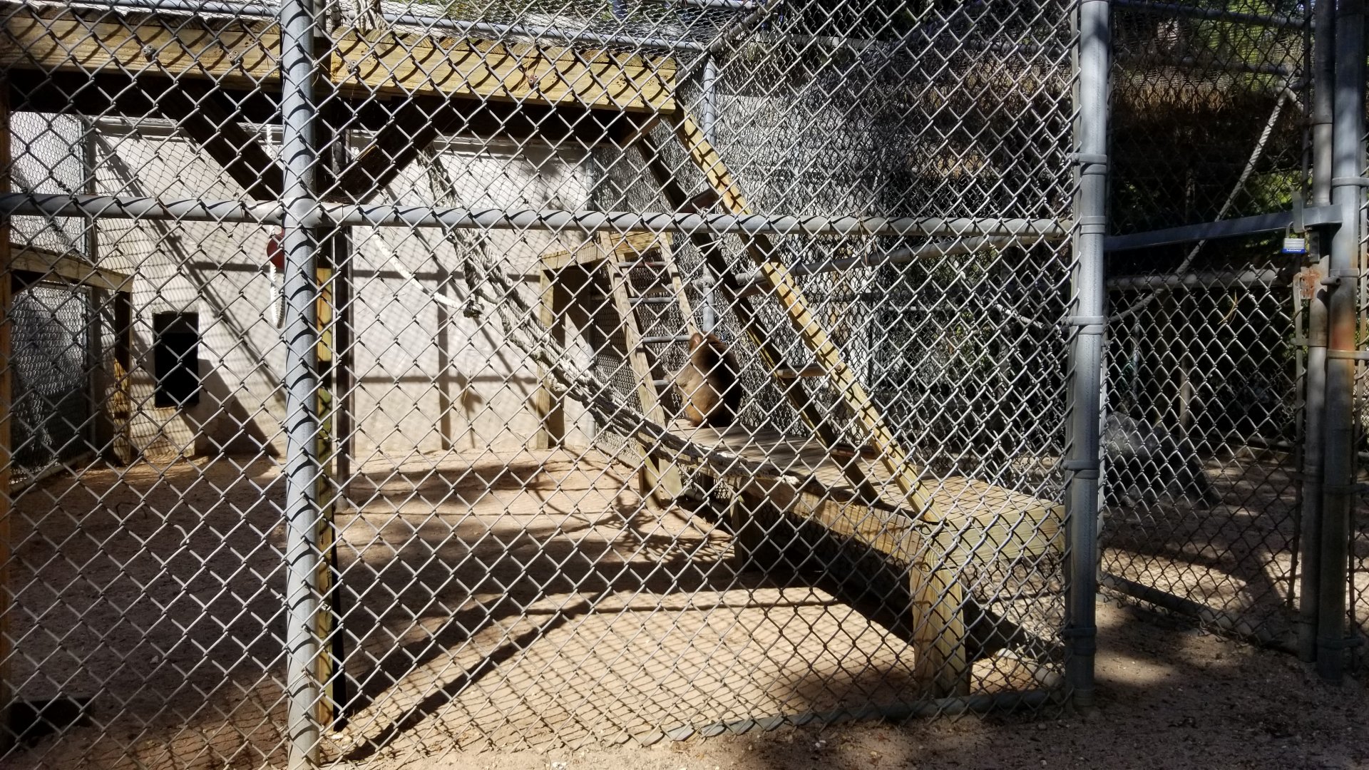 Popcorn Park - Japanese macaque