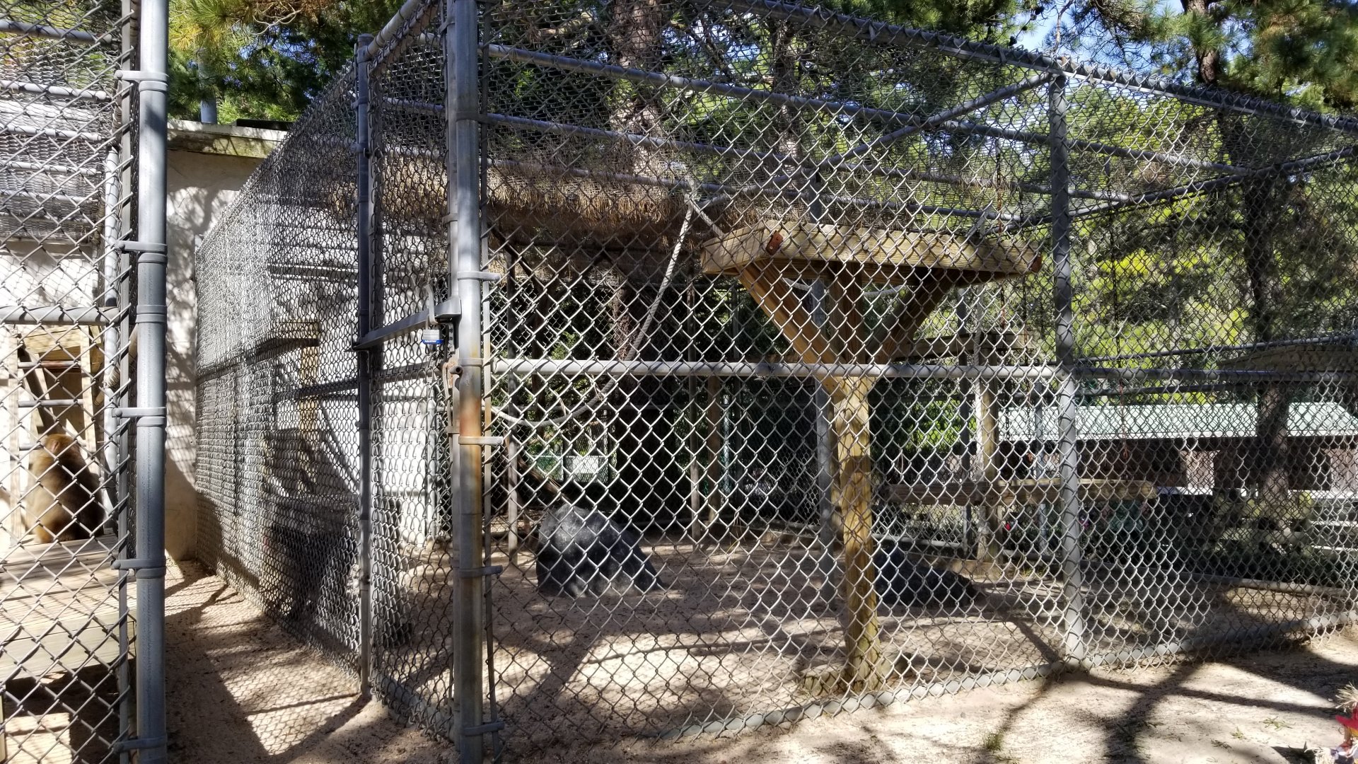 Popcorn Park - Japanese macaque