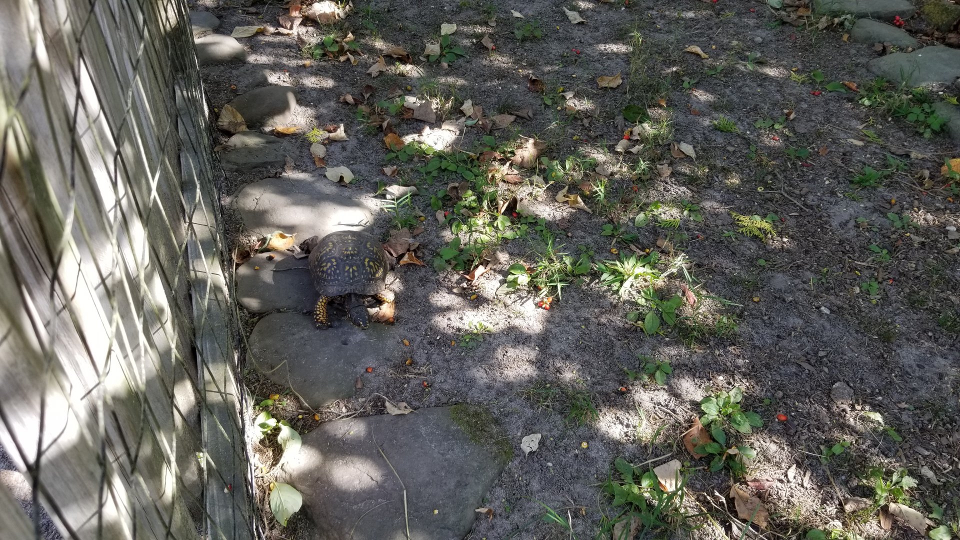 Popcorn Park - Law enforcement tortoise yard