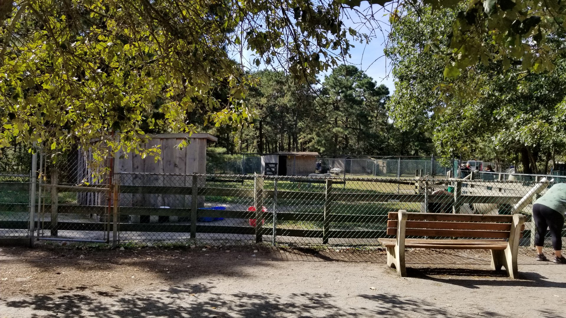 Popcorn Park - Miniature horse and sheep
