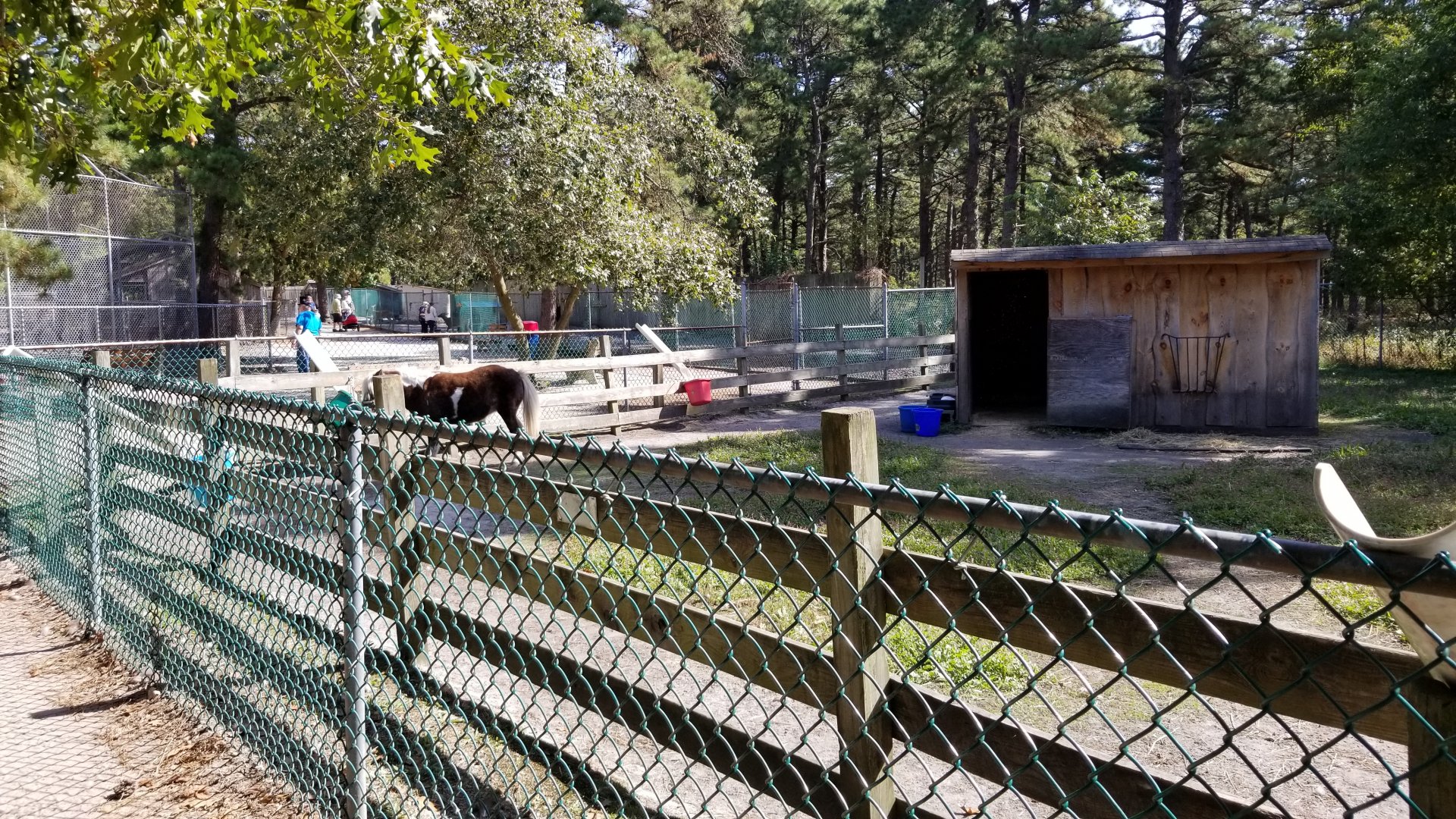 Popcorn Park - Miniature horse