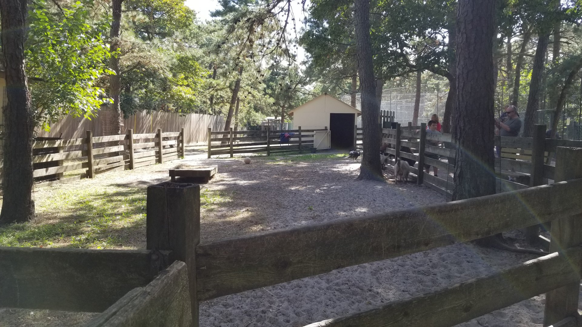 Popcorn Park - More goats