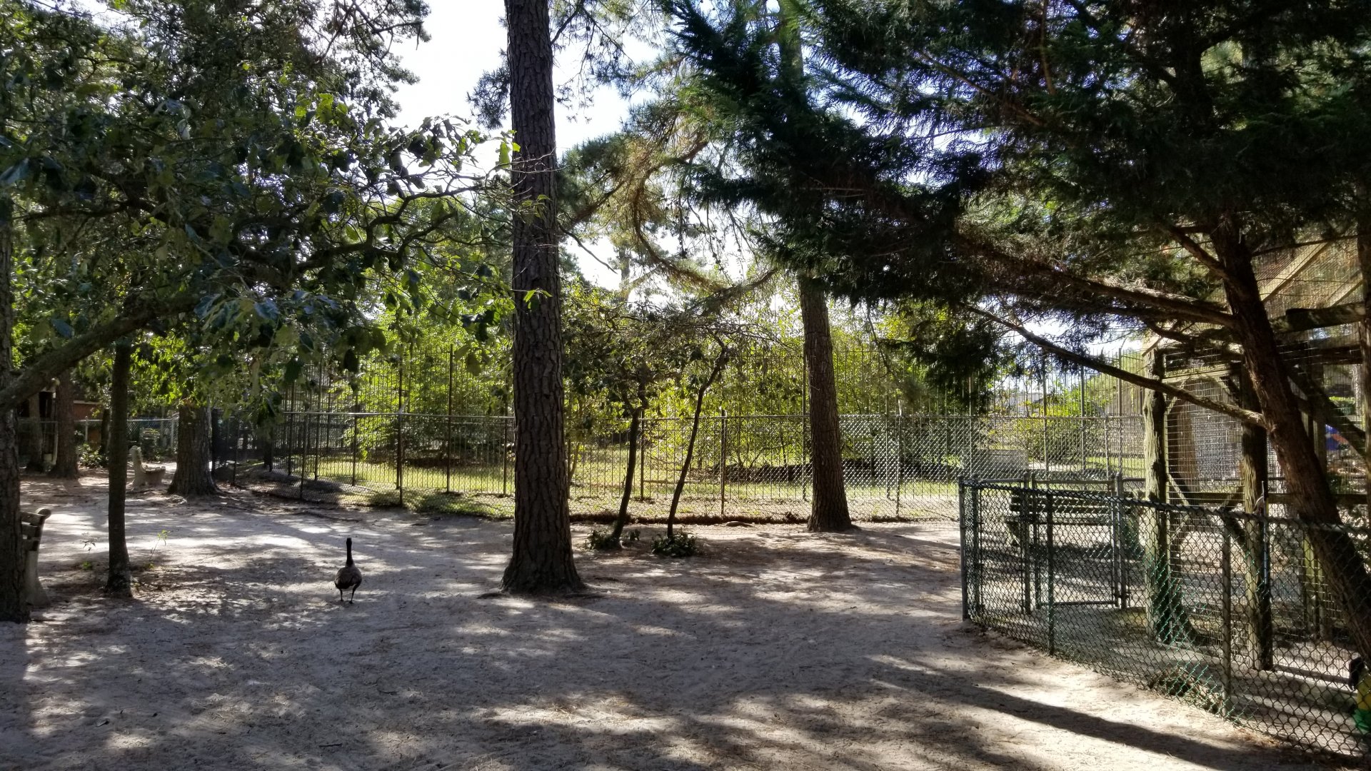 Popcorn Park - NA Black Bear exhibit 1