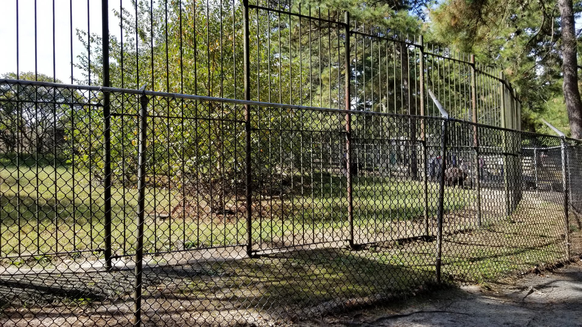 Popcorn Park - NA Black Bear exhibit 1