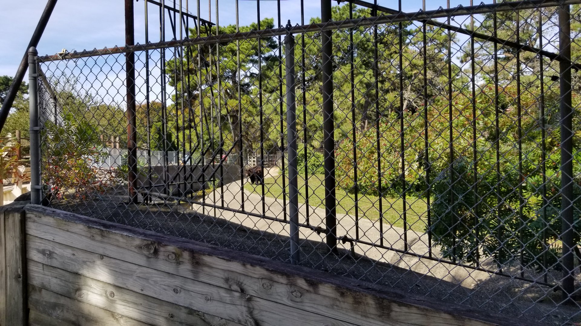 Popcorn Park - NA Black Bear exhibit 2