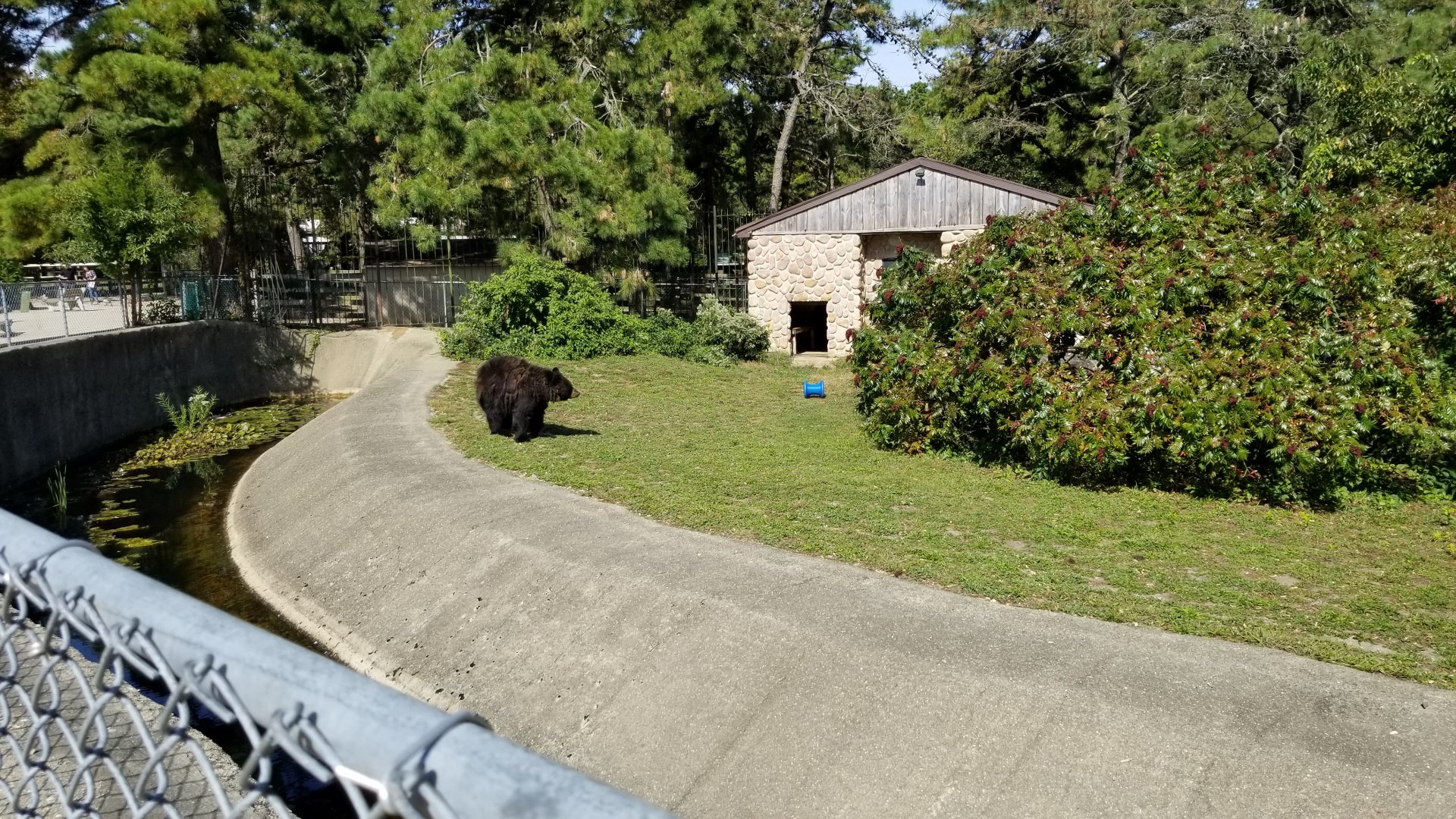 Popcorn Park - NA Black Bear exhibit 2