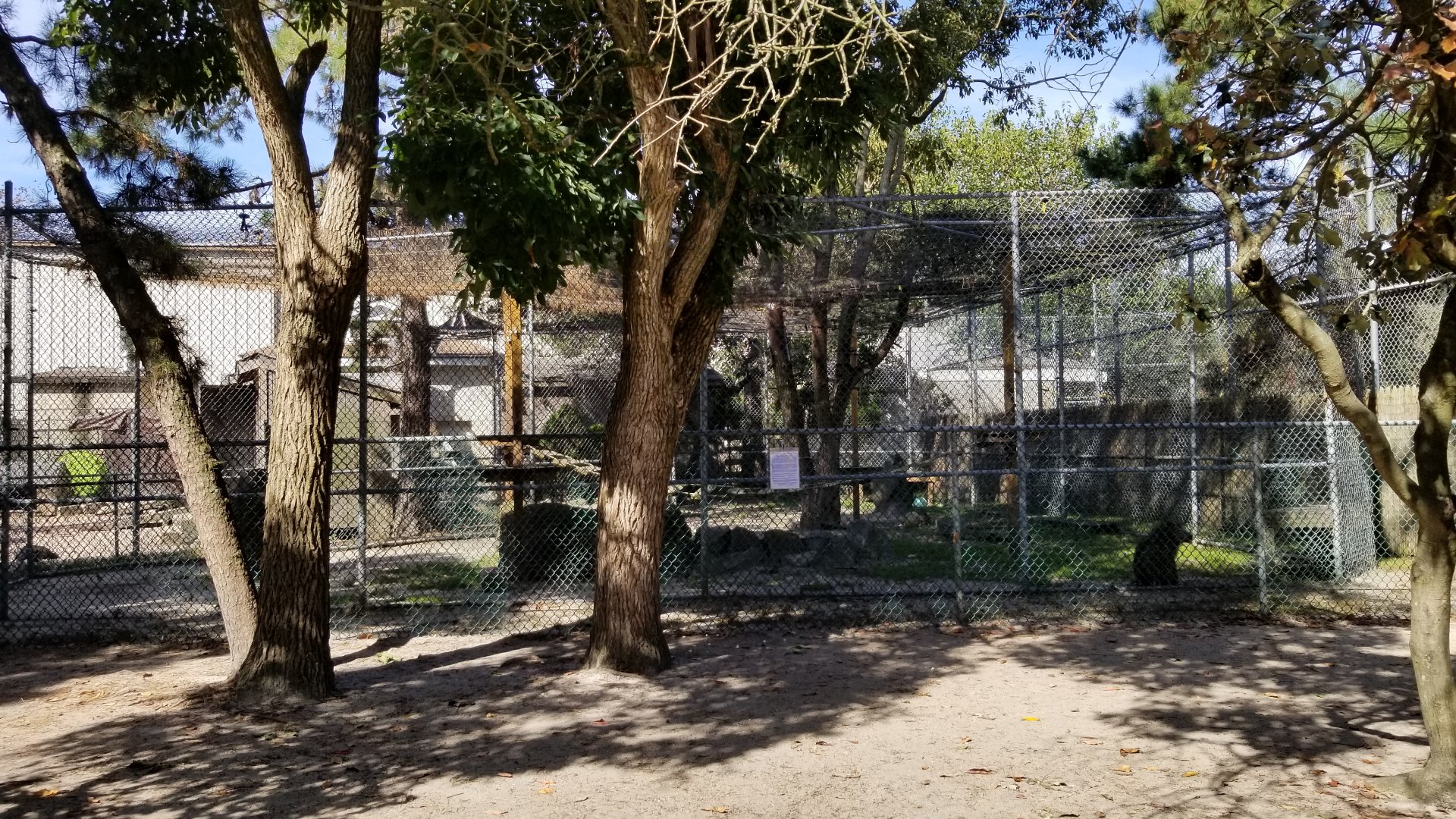 Popcorn Park - Olive baboons