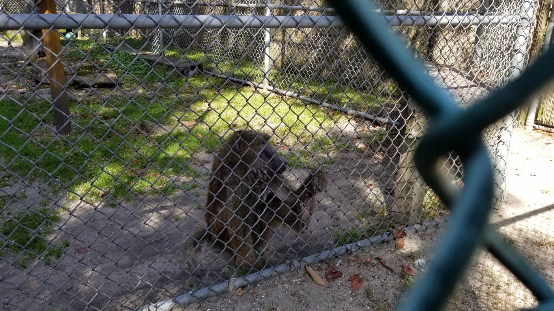 Popcorn Park - Olive baboons
