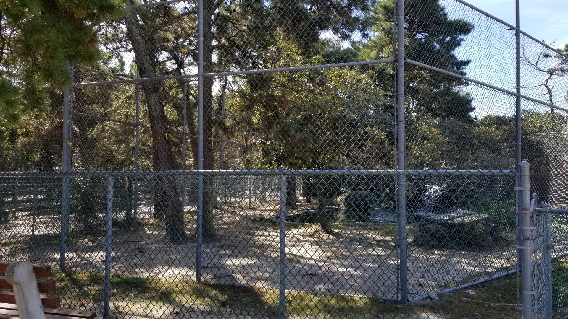 Popcorn Park - orange tigers