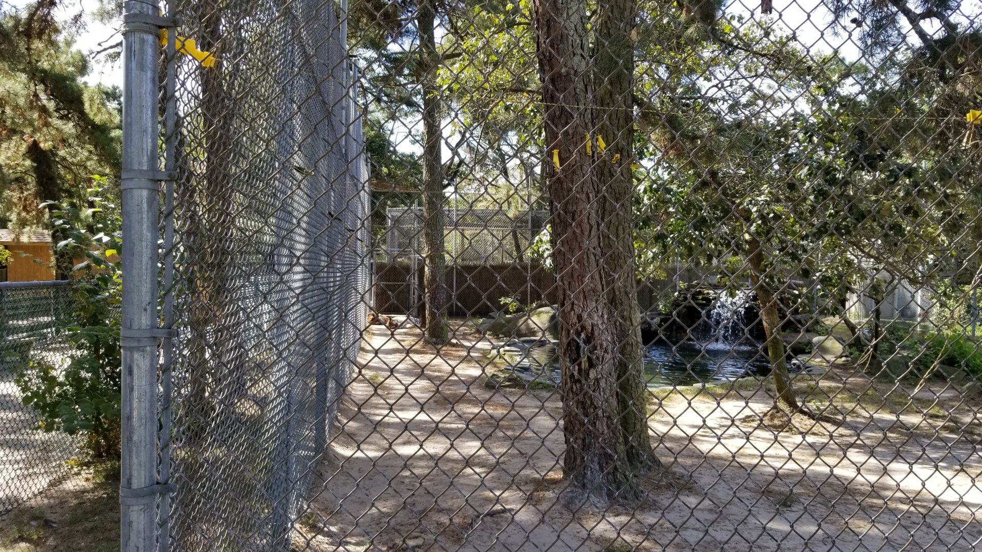 Popcorn Park - orange tigers