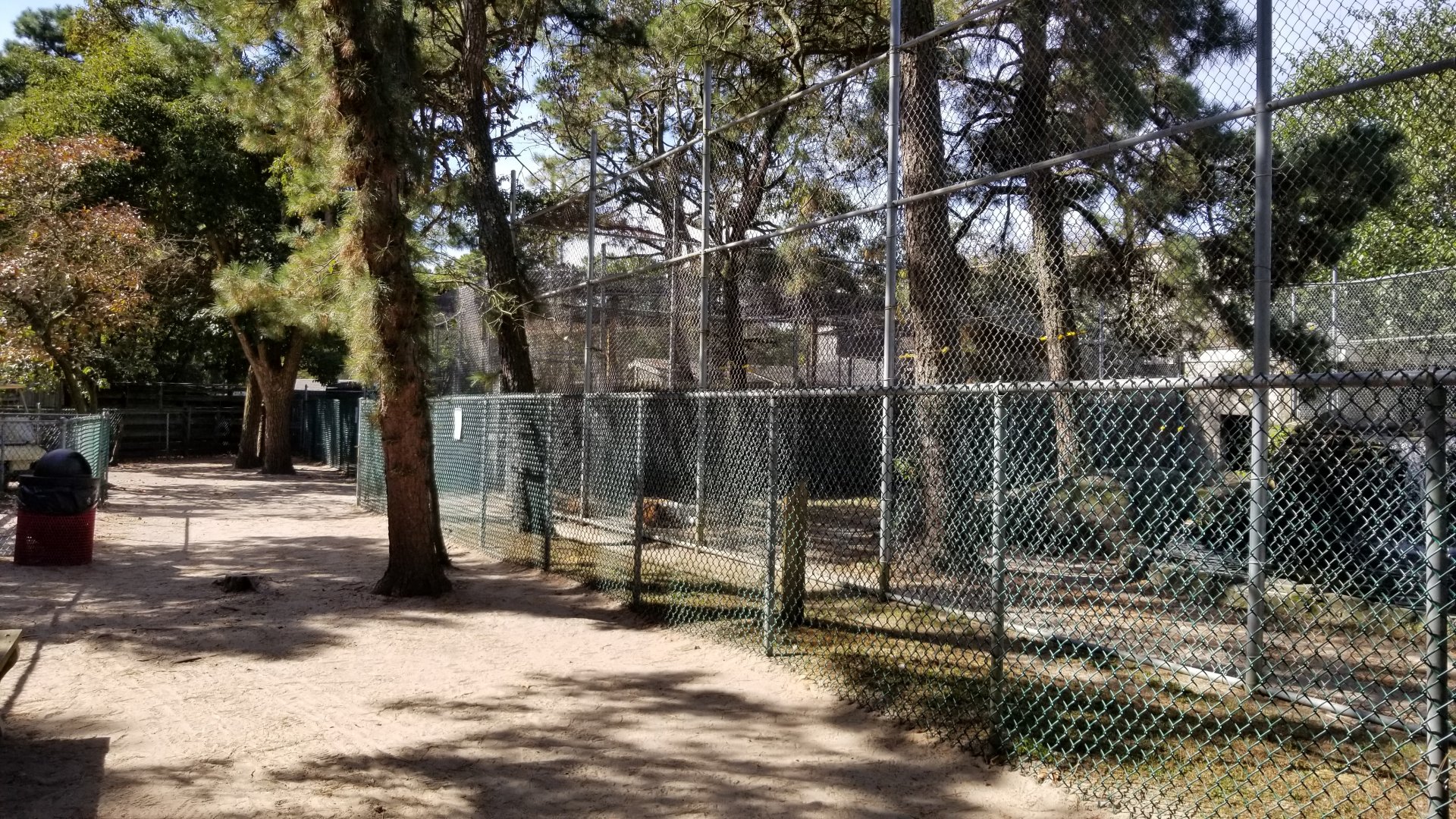 Popcorn Park - orange tigers