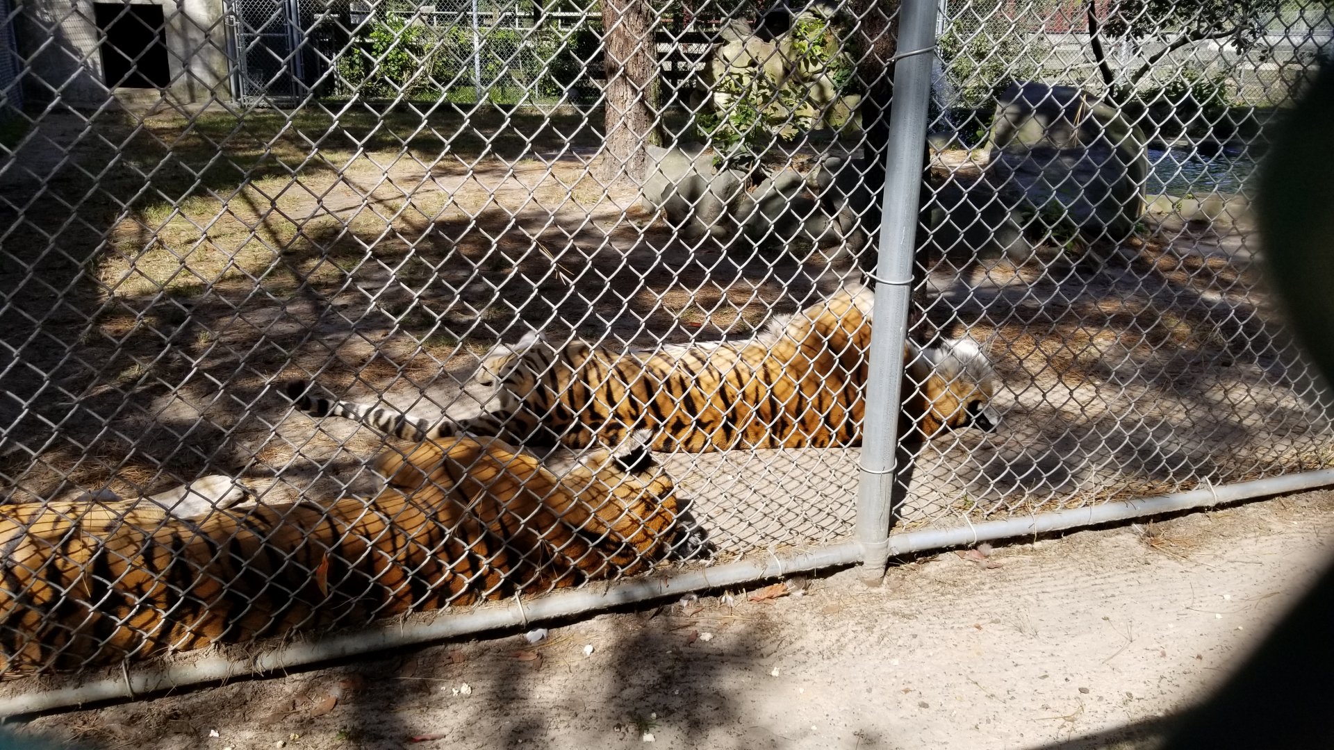 Popcorn Park - orange tigers