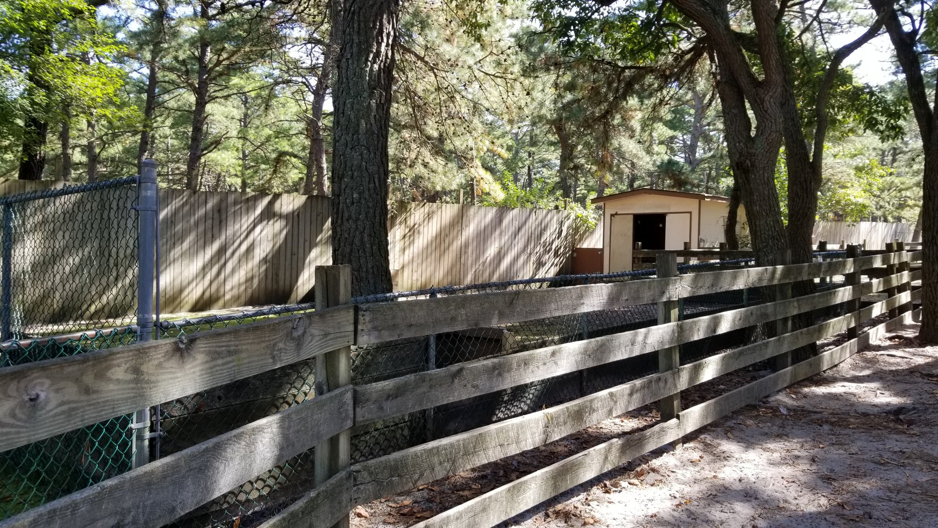 Popcorn Park - Patagonian mara, aldabra yard