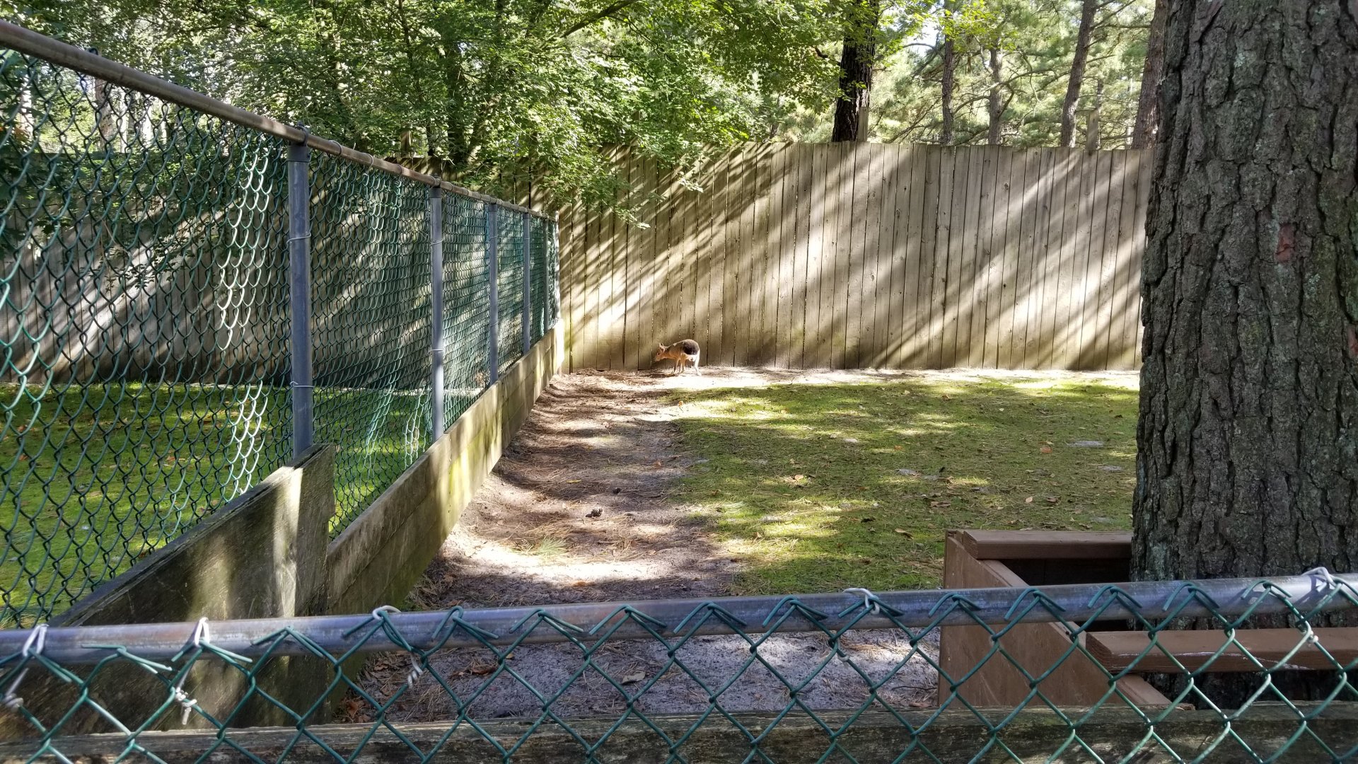 Popcorn Park - Patagonian mara