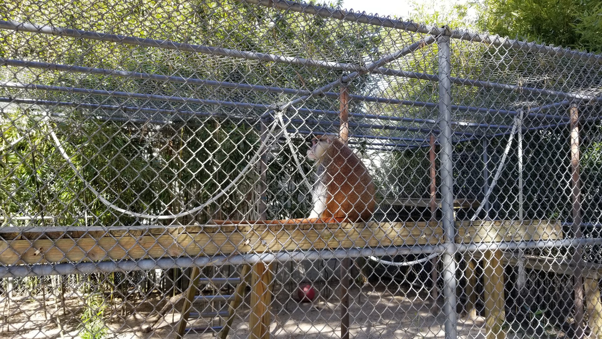 Popcorn Park - Patas monkey