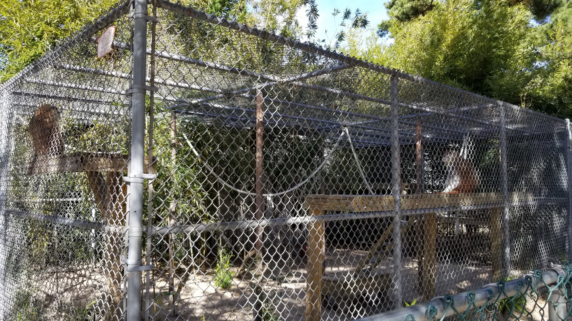 Popcorn Park - Patas monkeys