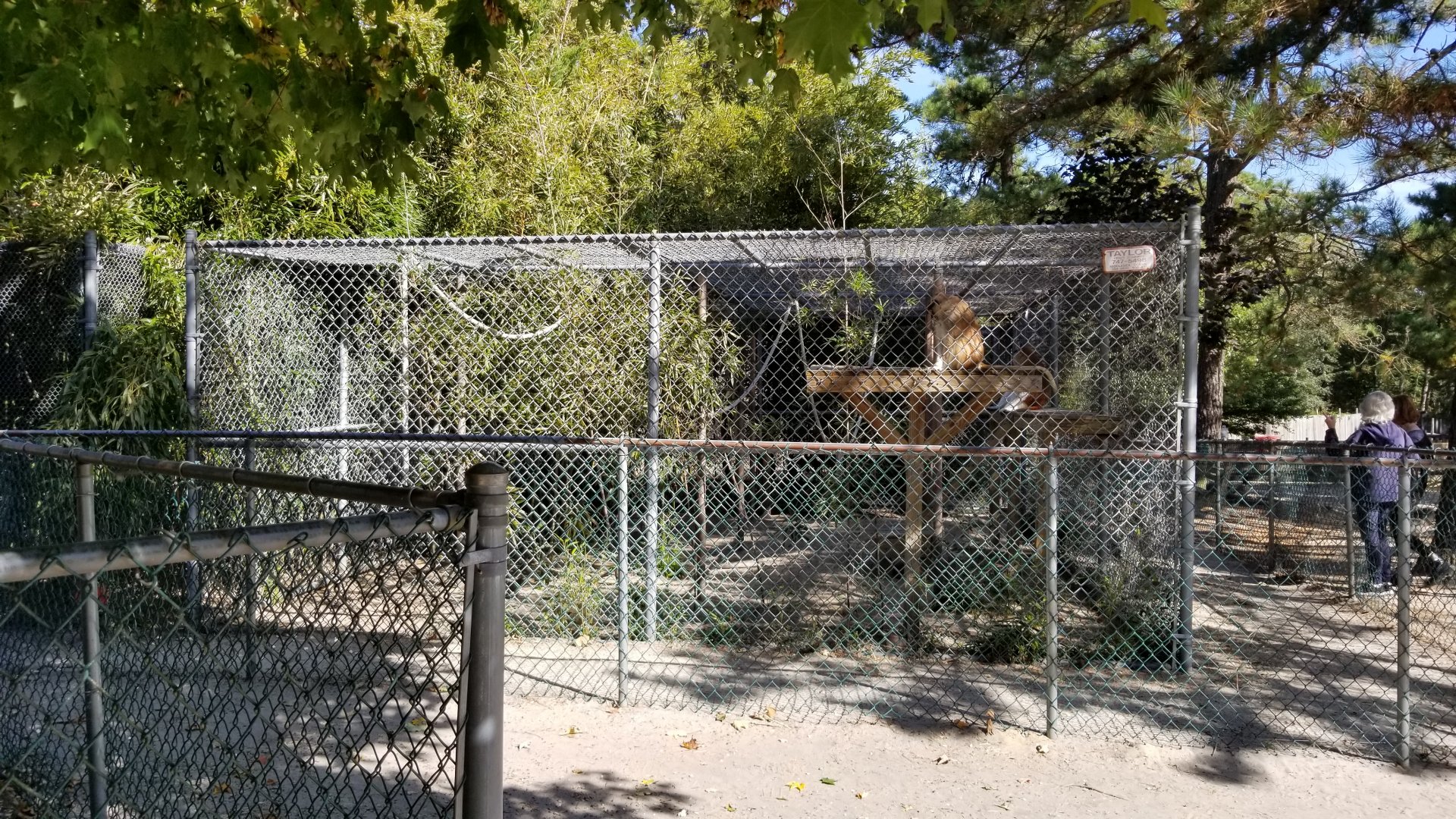 Popcorn Park - Primates, patas monkey first