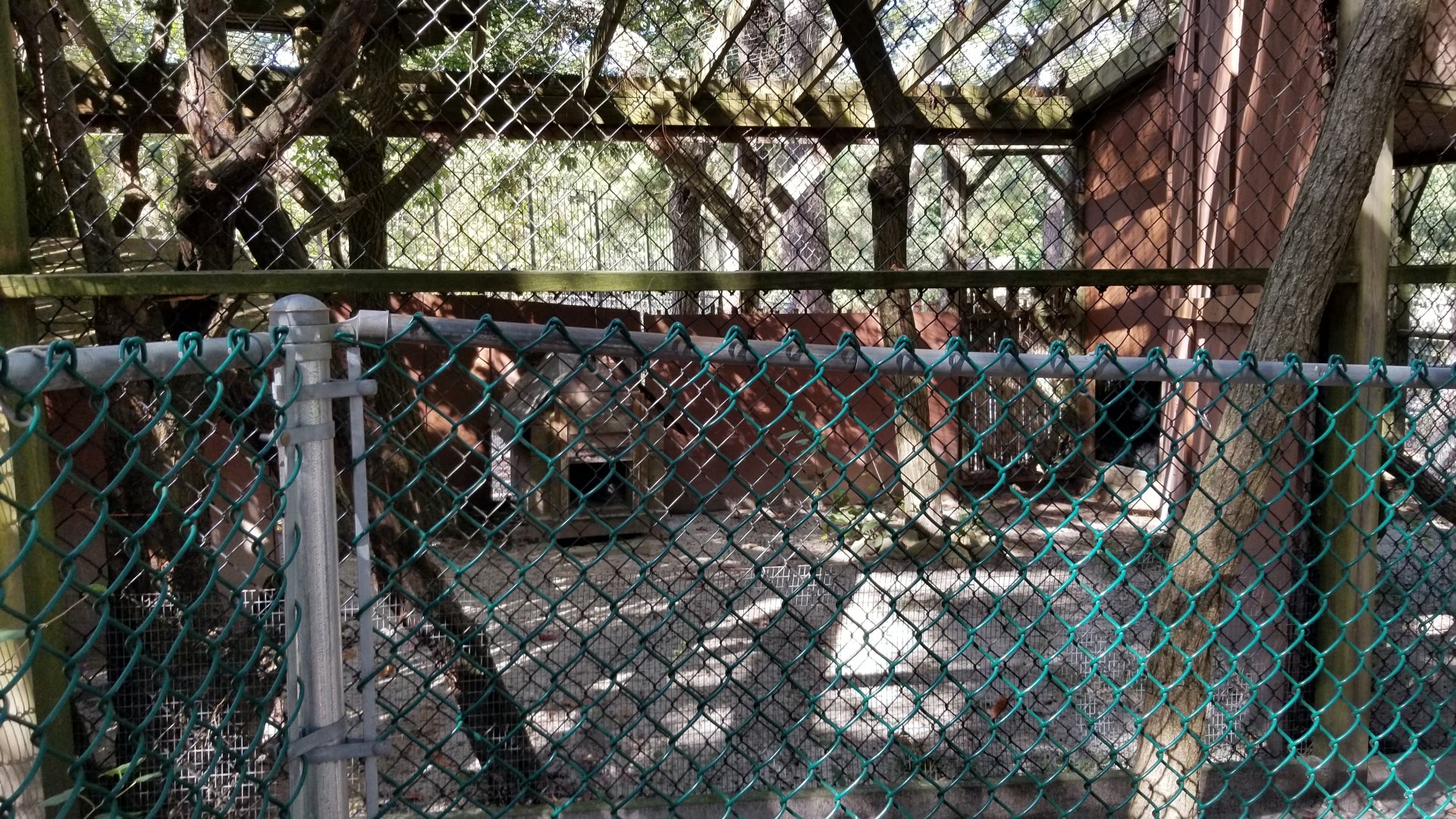 Popcorn Park - Red fox?