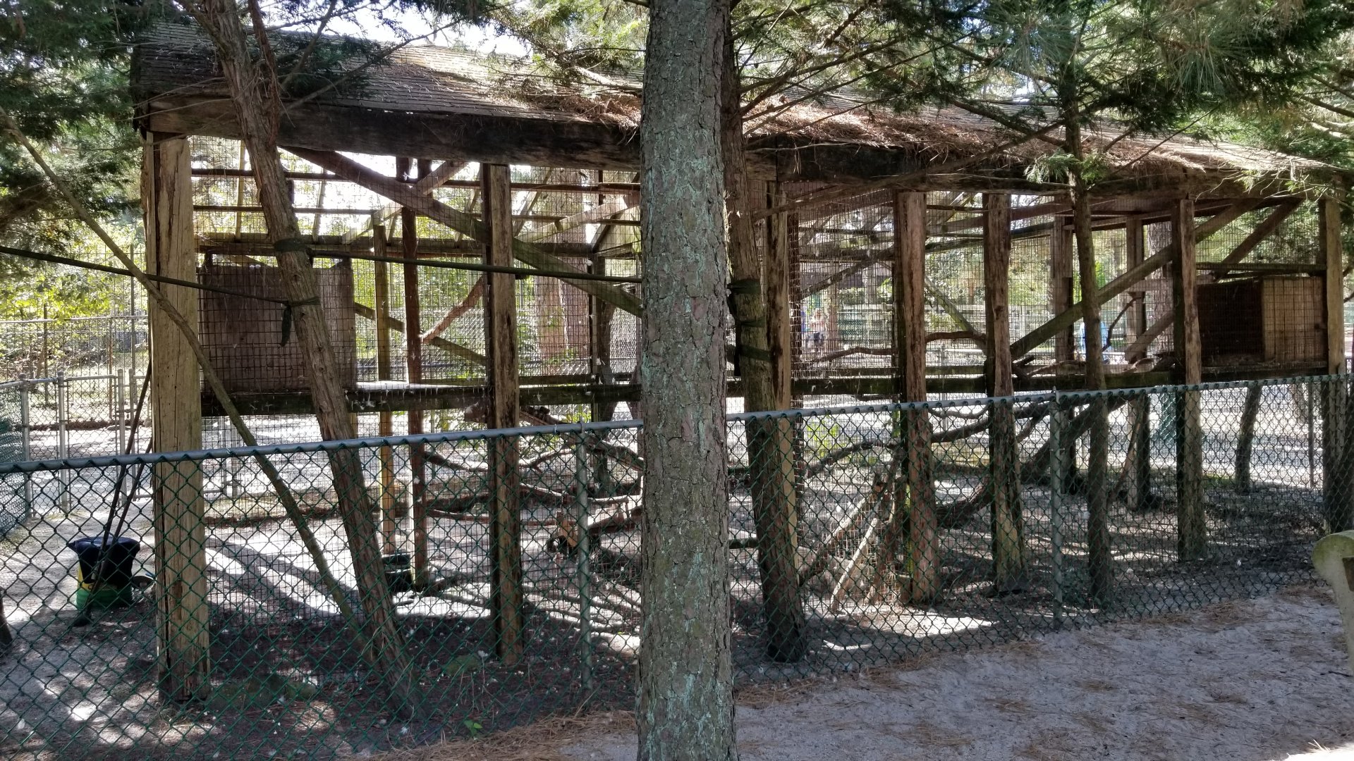 Popcorn Park - Red-tailed hawk