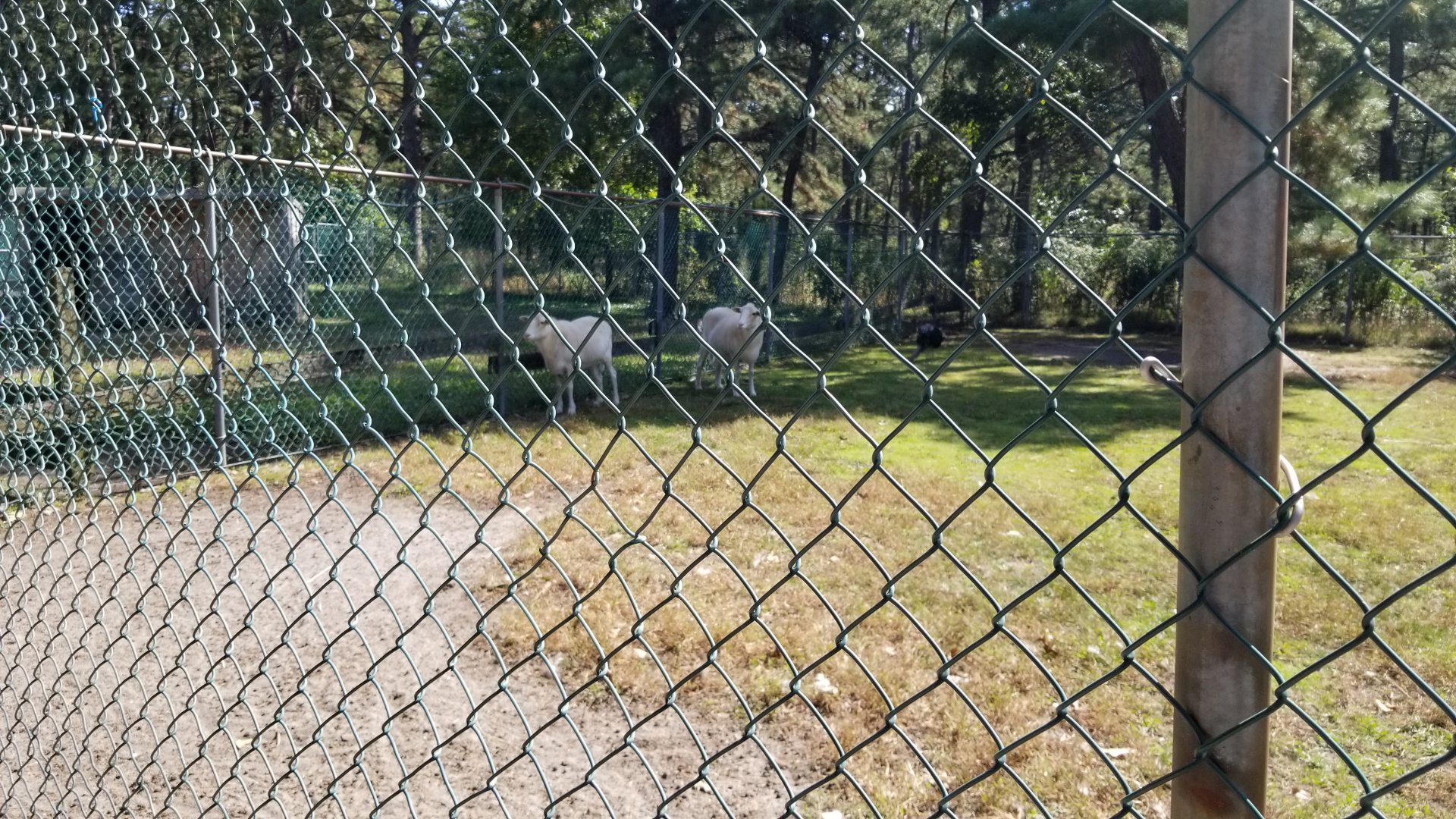 Popcorn Park - Sheep