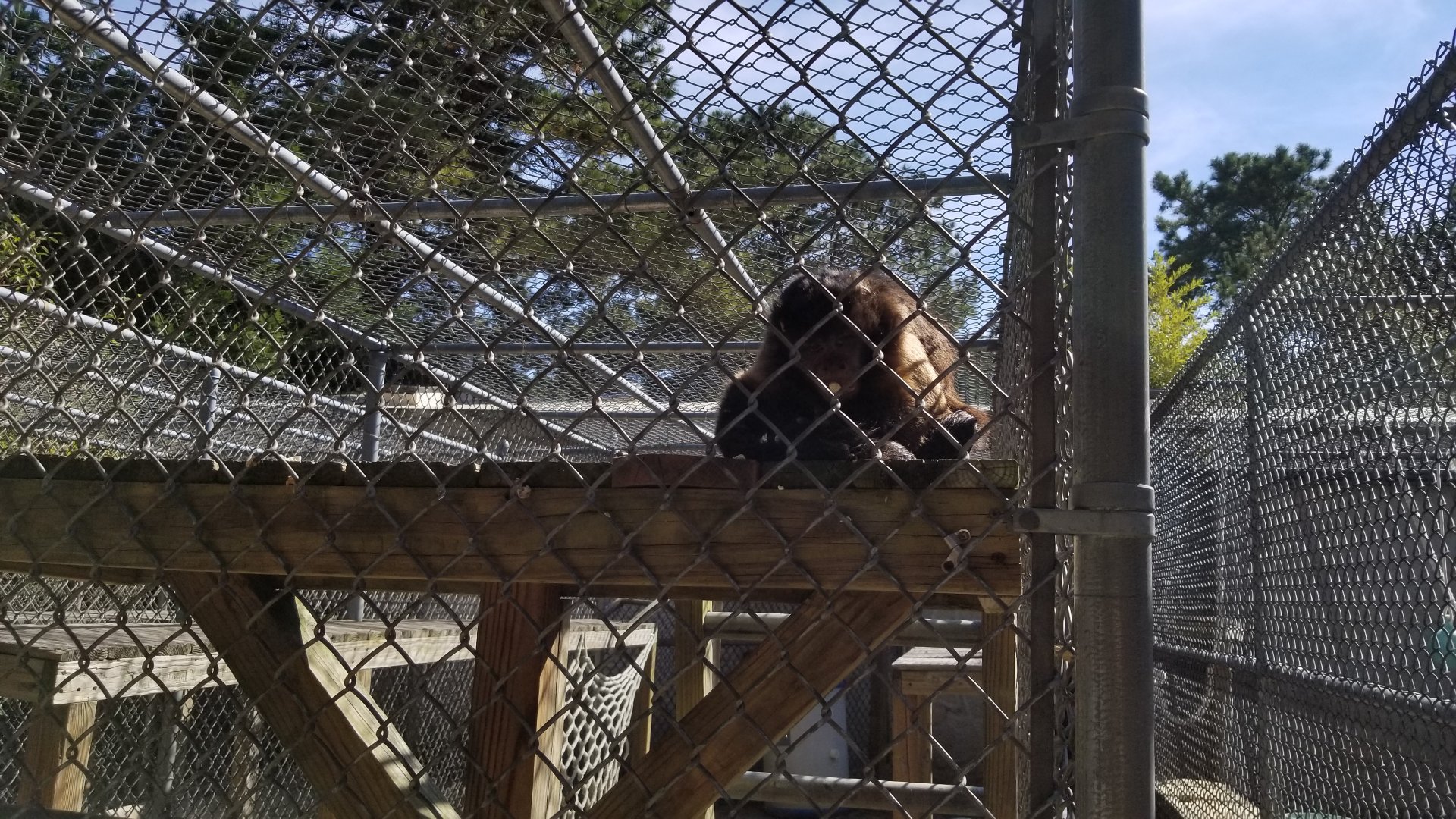 Popcorn Park - Tufted capuchin with popcorn