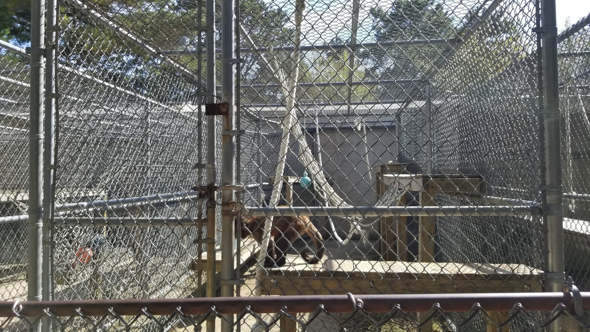 Popcorn Park - Tufted capuchin