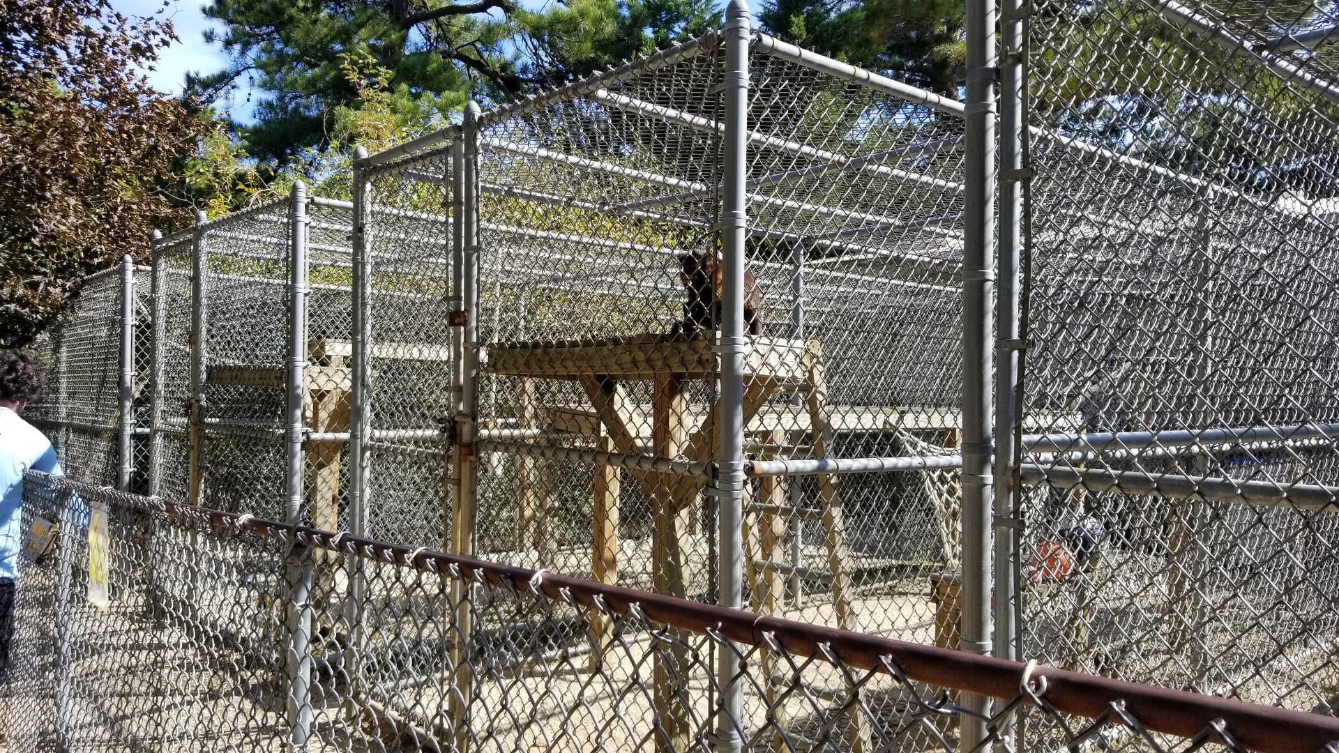 Popcorn Park - Tufted capuchin