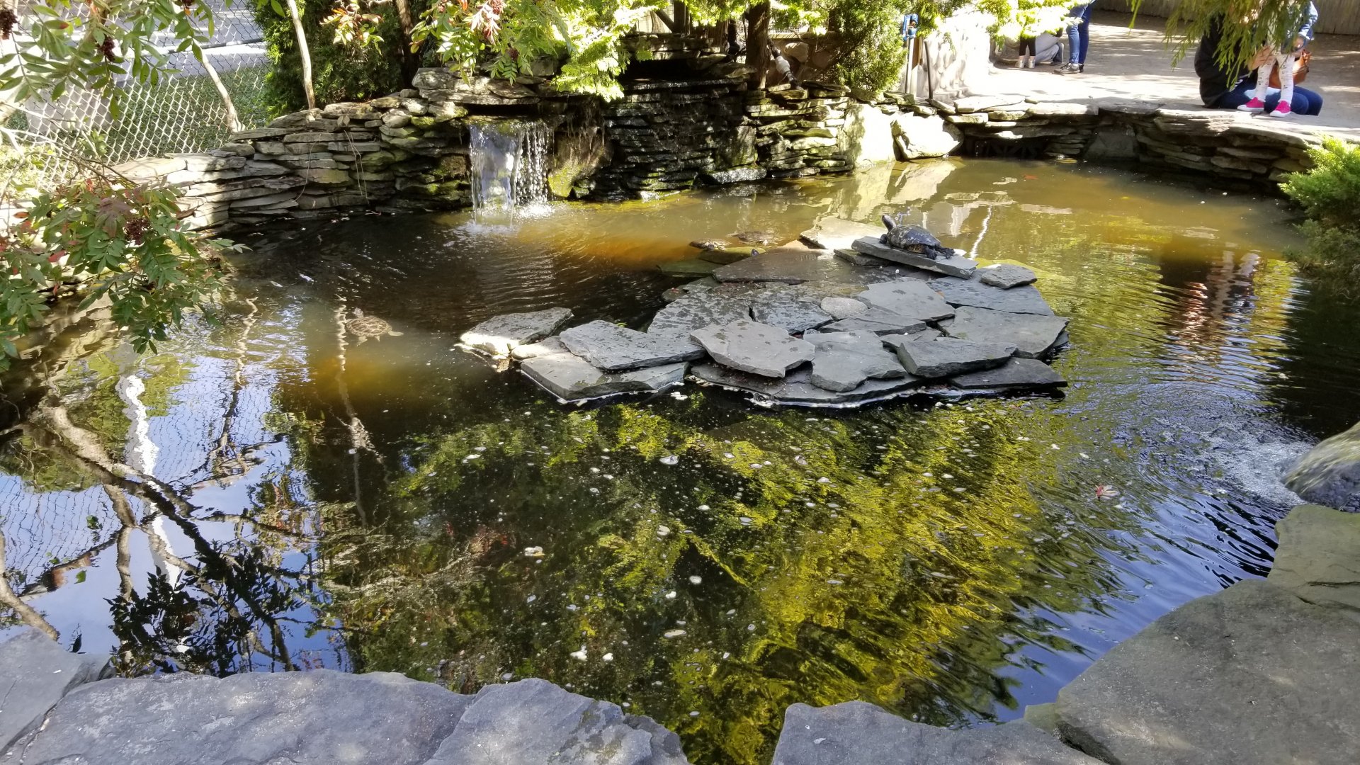 Popcorn Park - Turtle pond