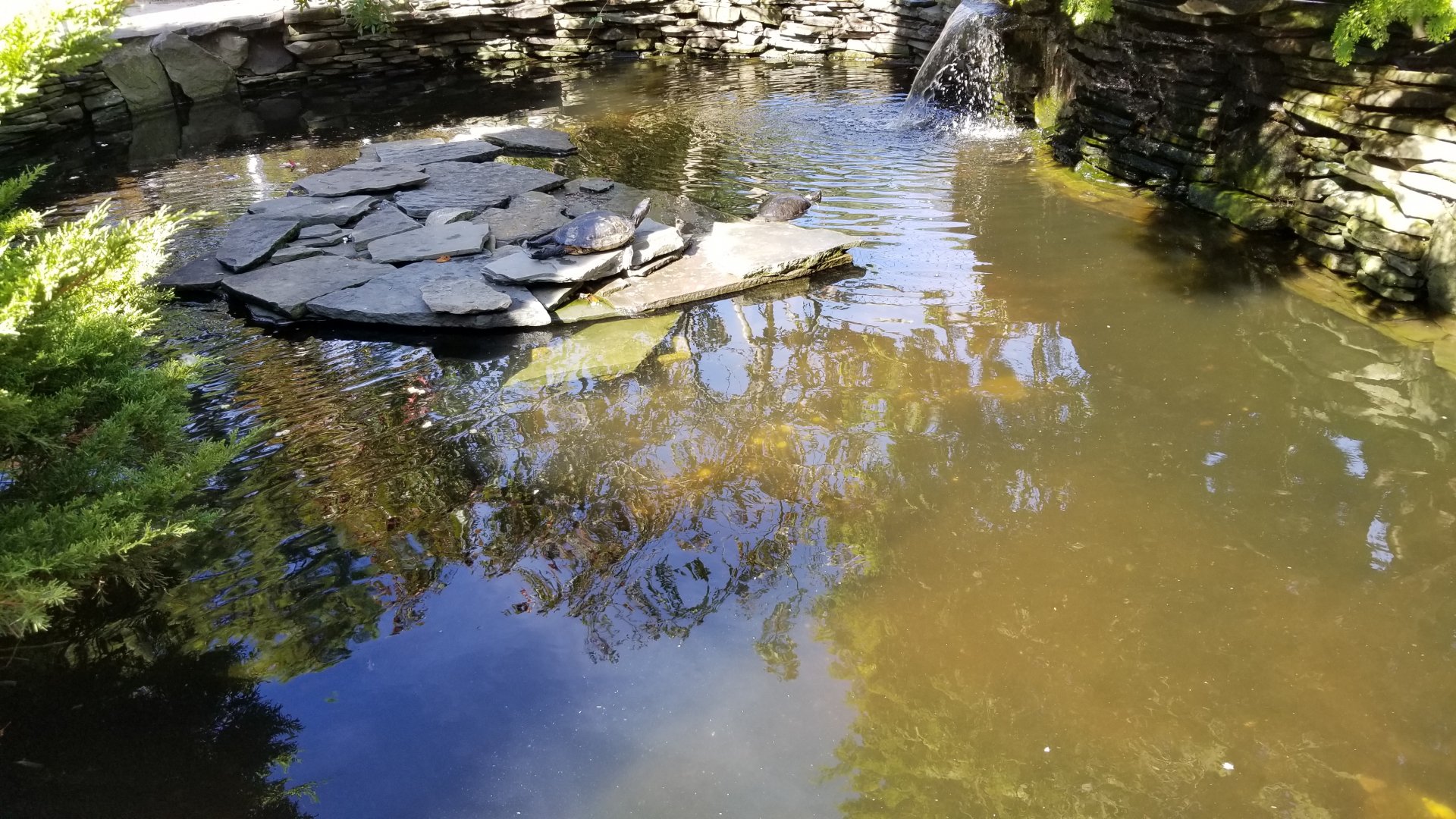 Popcorn Park - Turtle pond