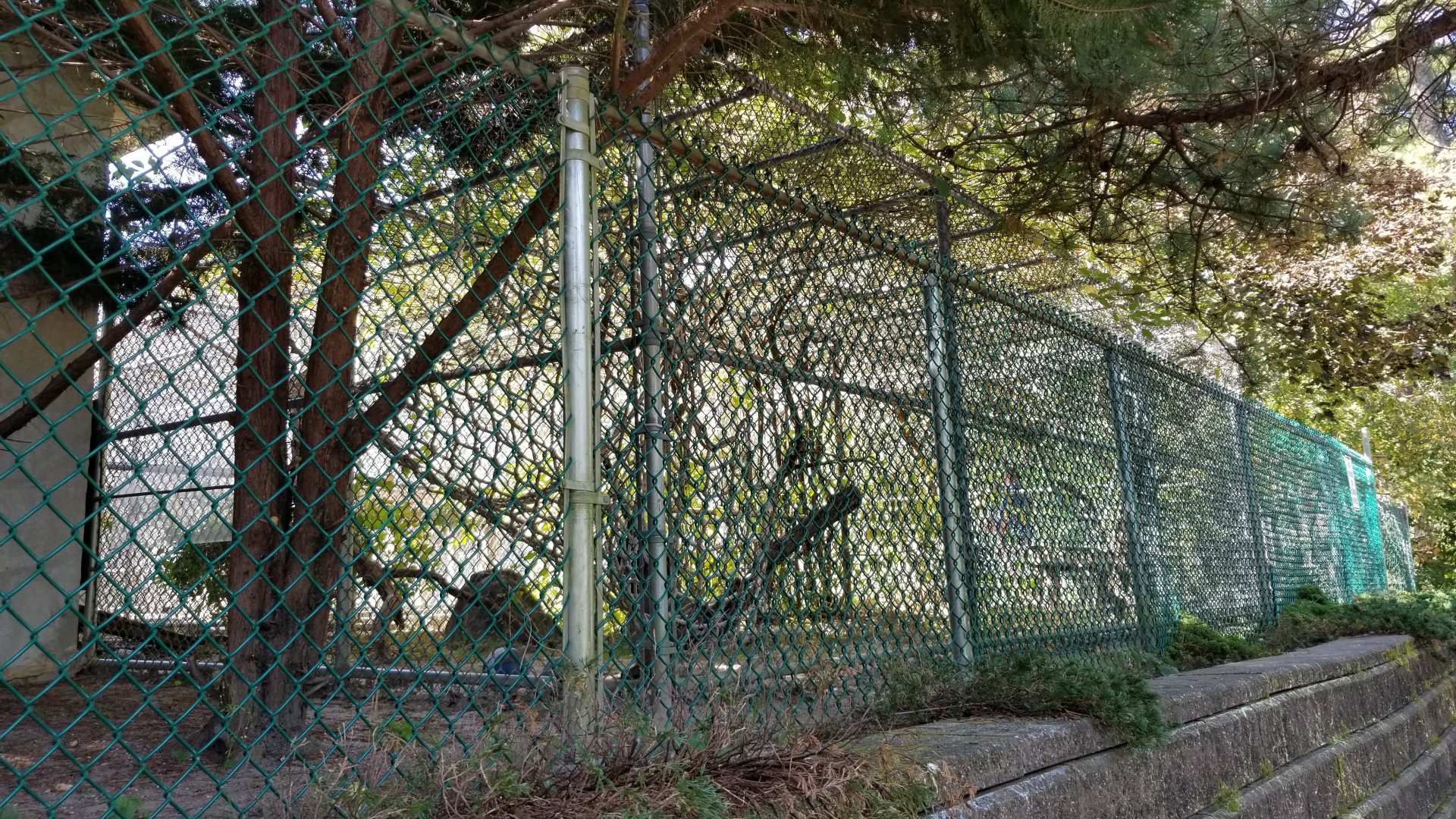 Popcorn Park - White-faced capuchin