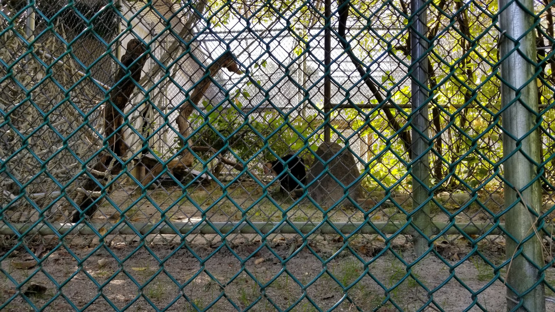 Popcorn Park - White-faced capuchin