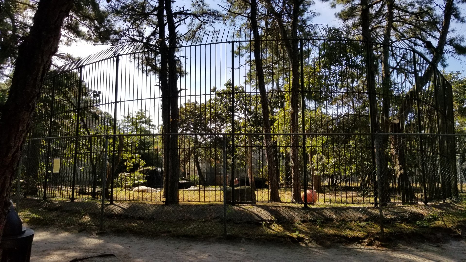 Popcorn Park - White tiger