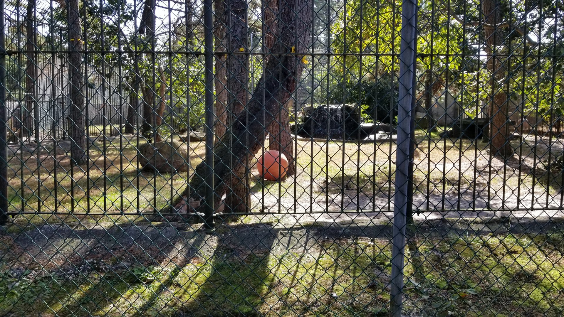 Popcorn Park - White tiger